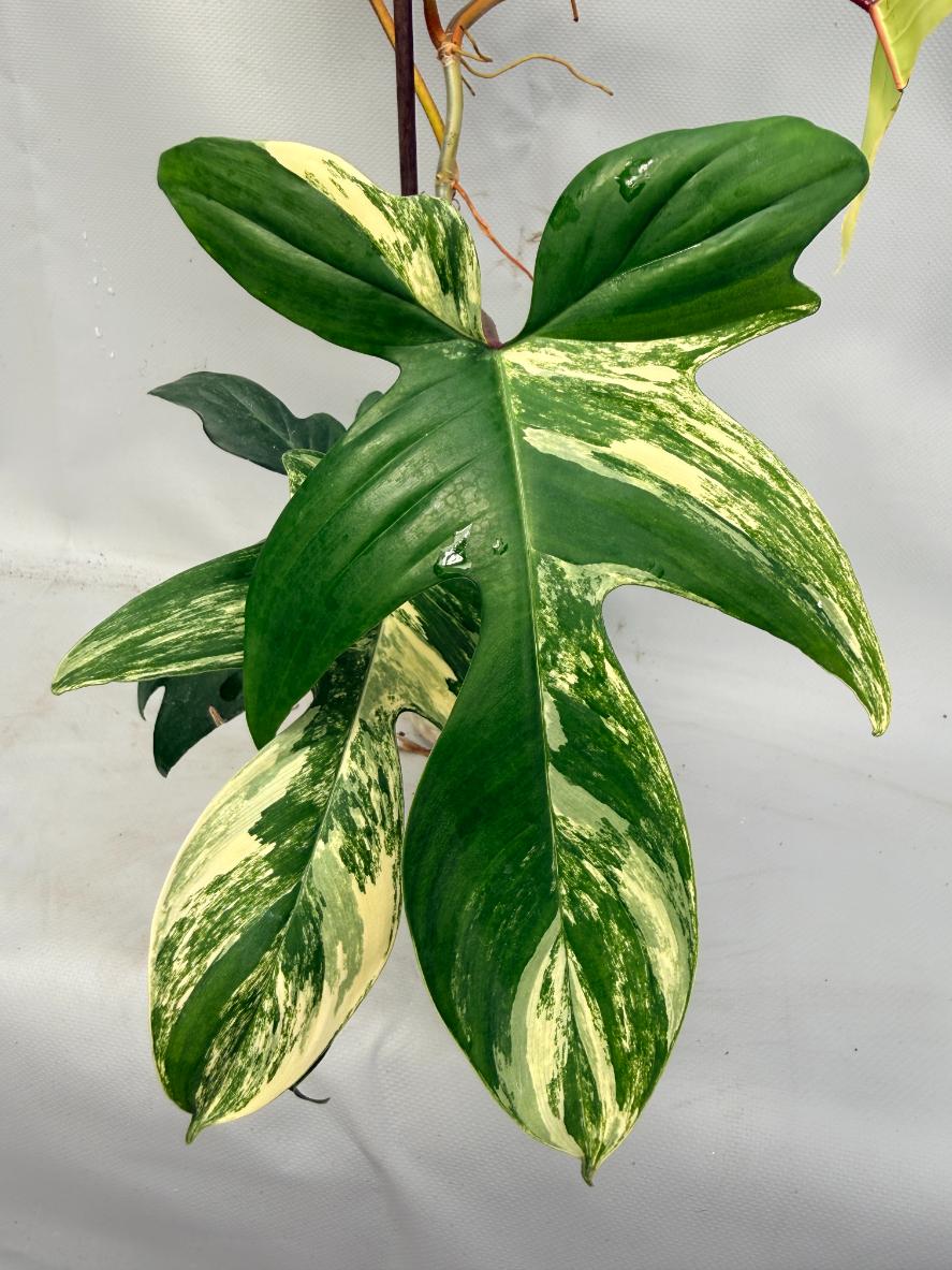 Philodendron Florida Beauty Variegata 4
