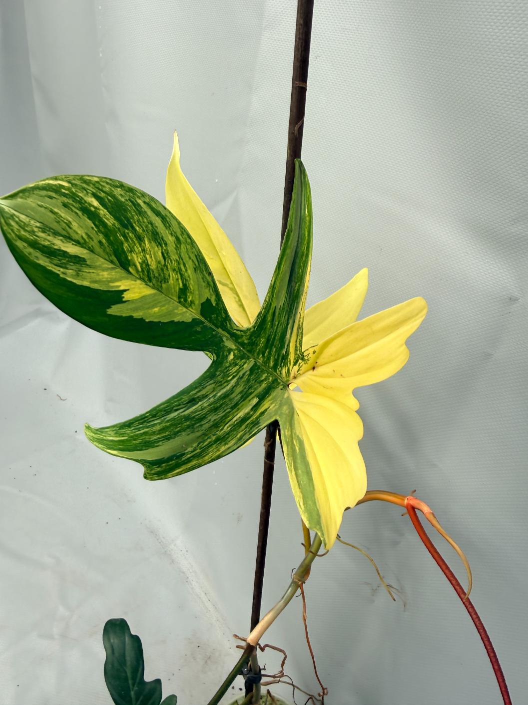 Philodendron Florida Beauty Variegata 5