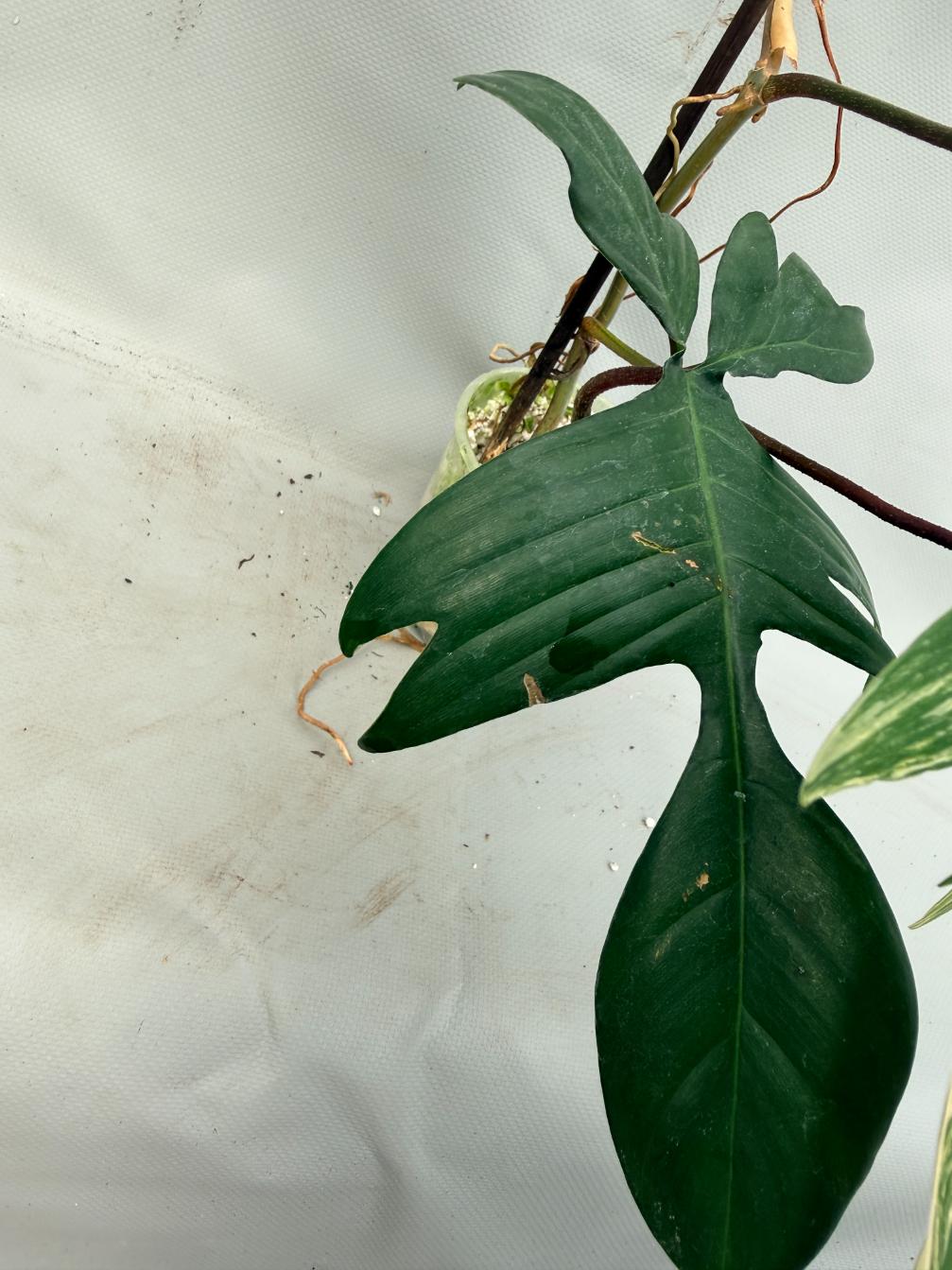 Philodendron Florida Beauty Variegata 6