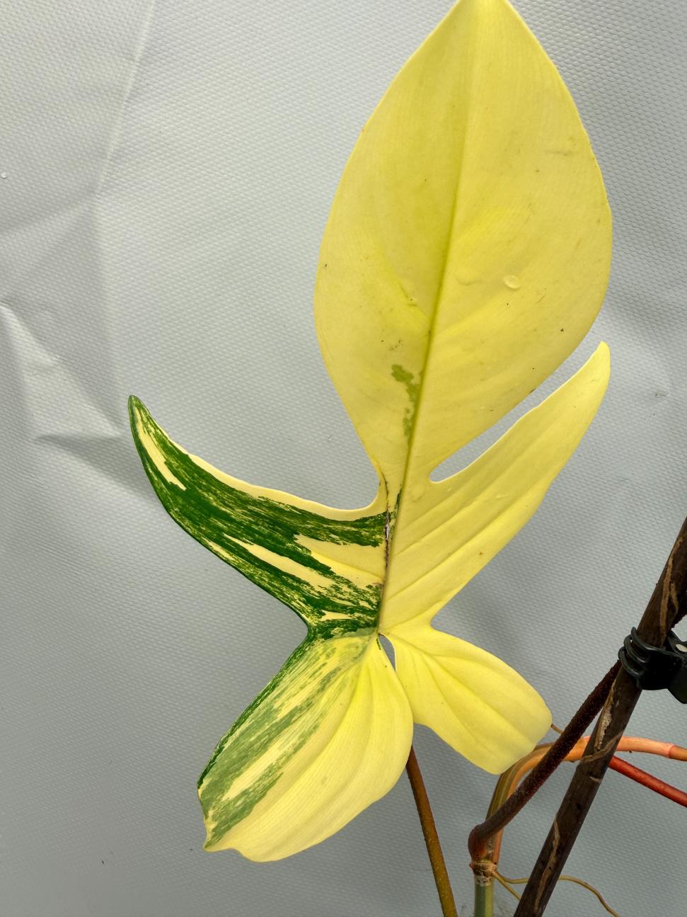 Philodendron Florida Beauty Variegata 7