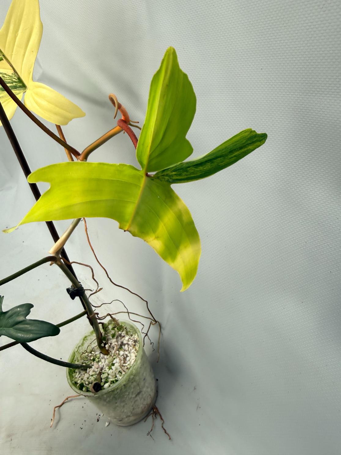 Philodendron Florida Beauty Variegata 8