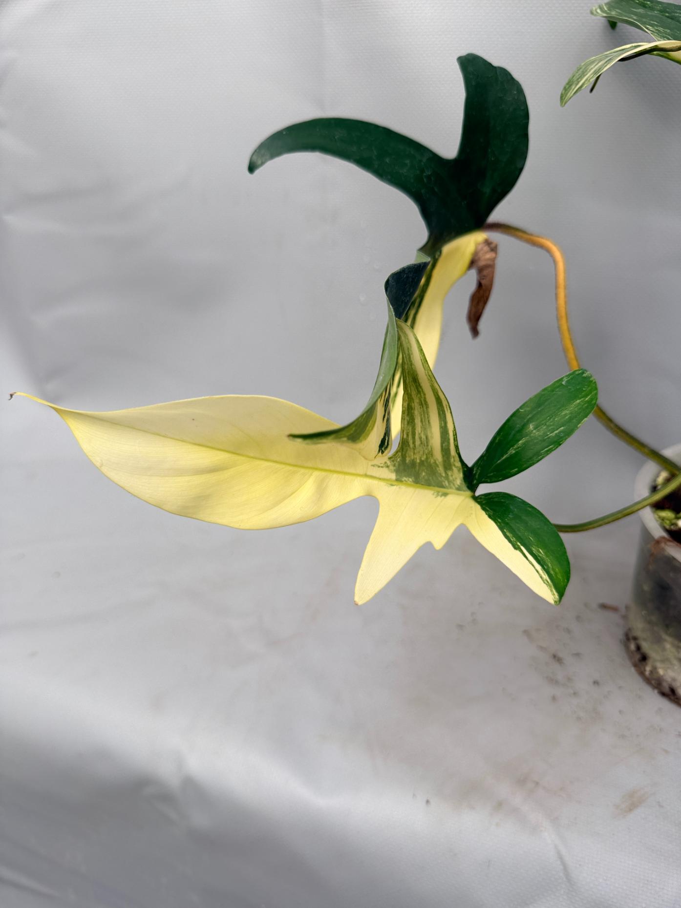 Philodendron Florida Beauty Variegata  9