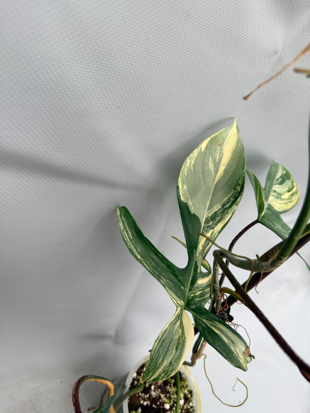 Philodendron Florida Beauty Variegata  10