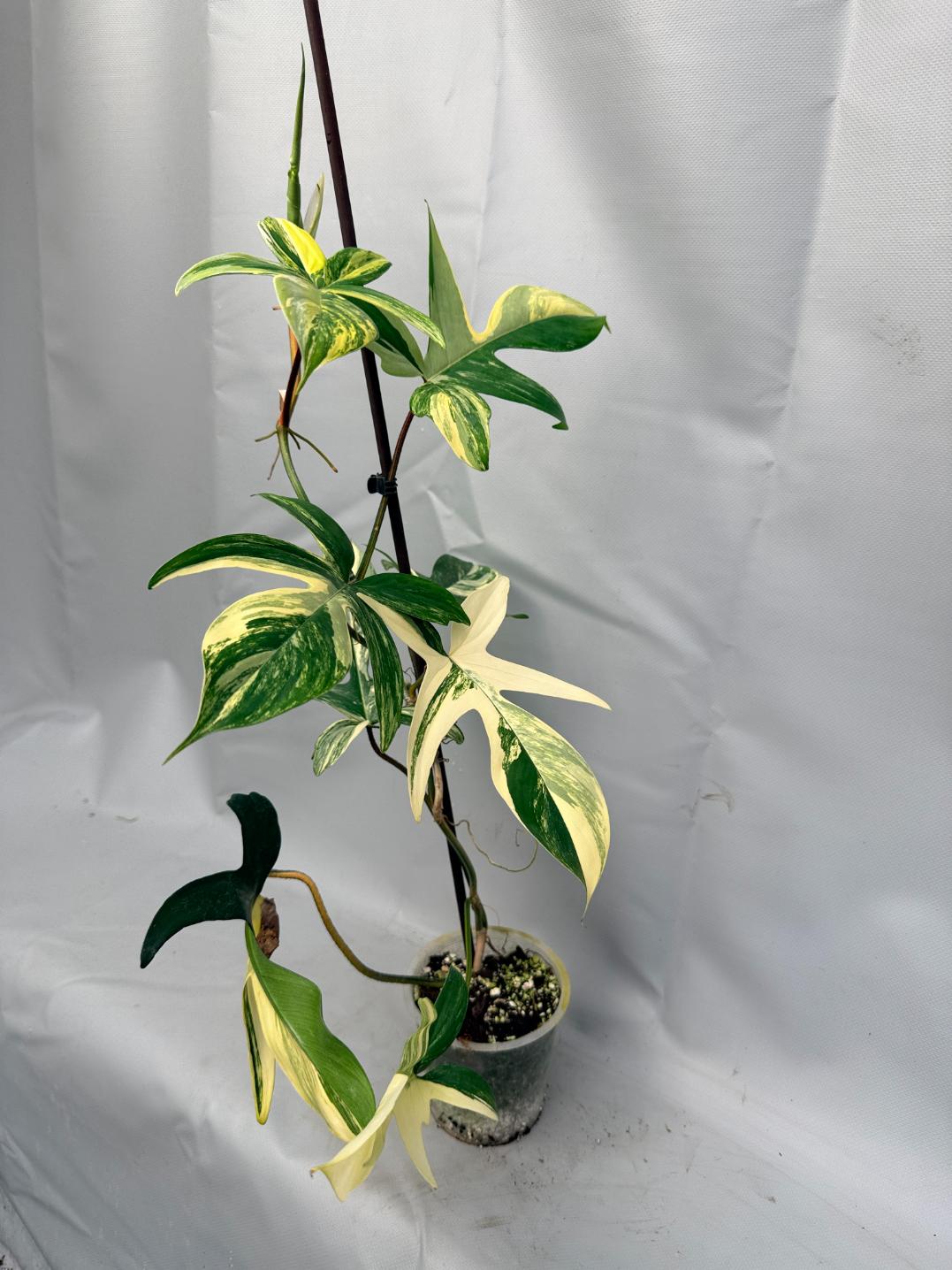 Philodendron Florida Beauty Variegata  3