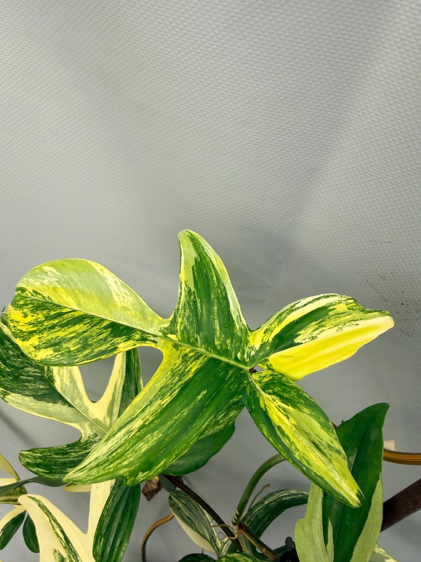 Philodendron Florida Beauty Variegata  4
