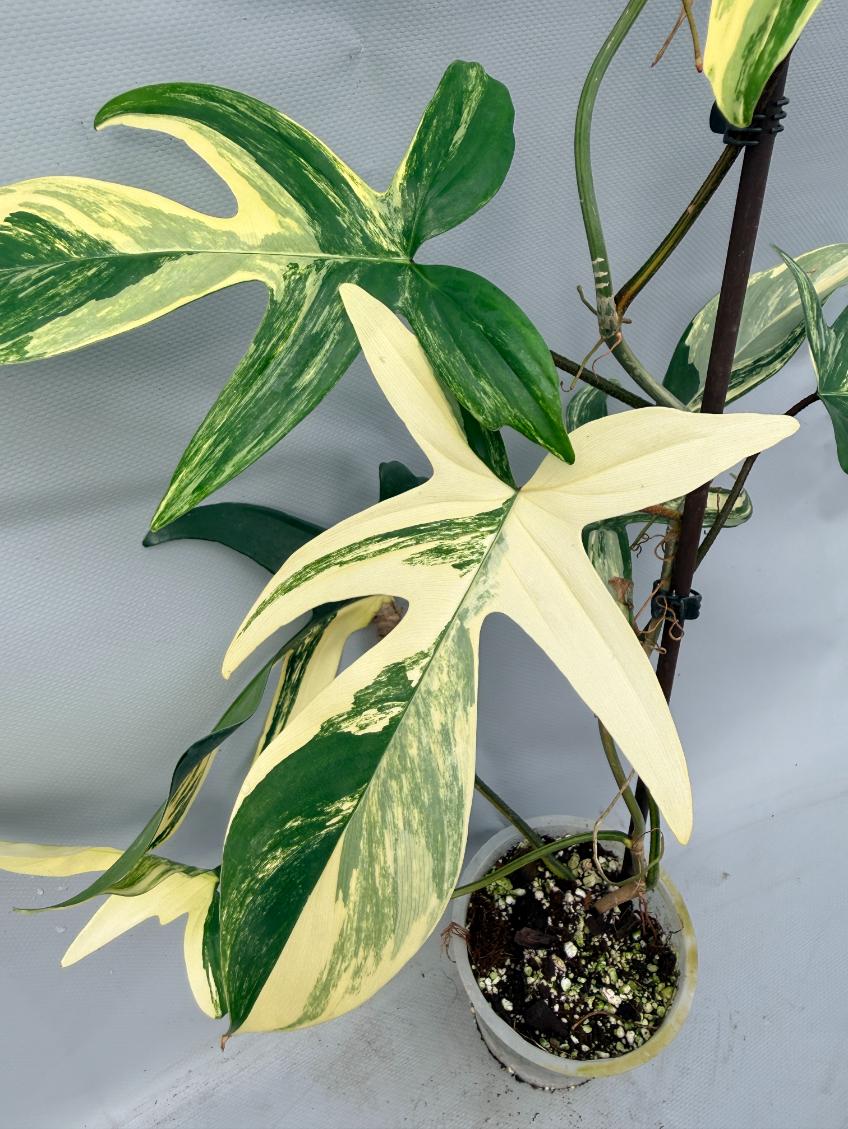 Philodendron Florida Beauty Variegata  2