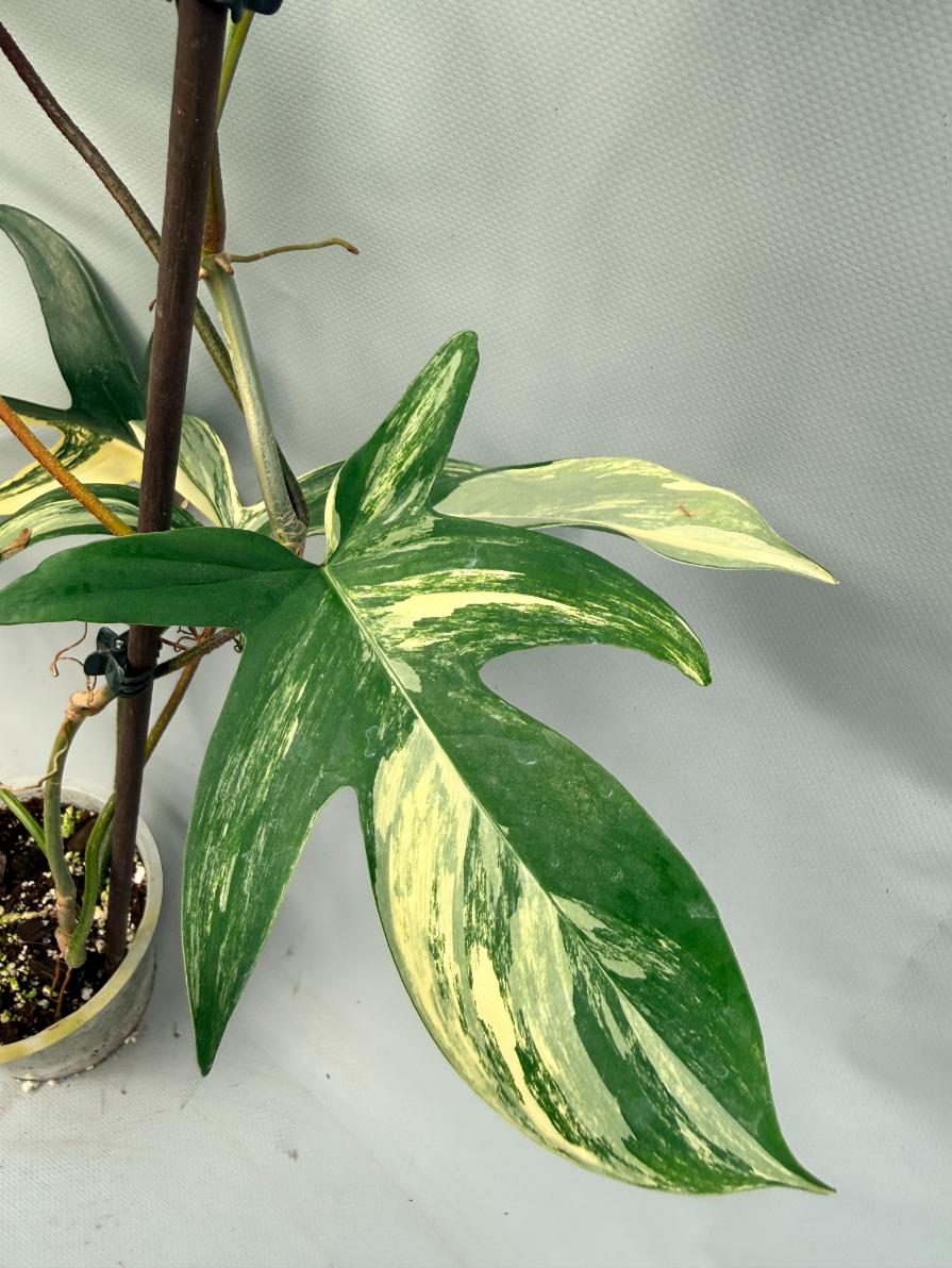 Philodendron Florida Beauty Variegata  6