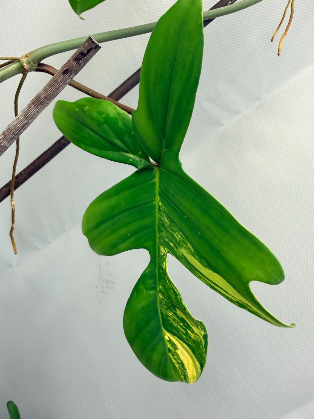 Philodendron Florida Beauty Variegata  10