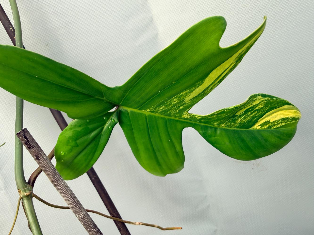 Philodendron Florida Beauty Variegata  12