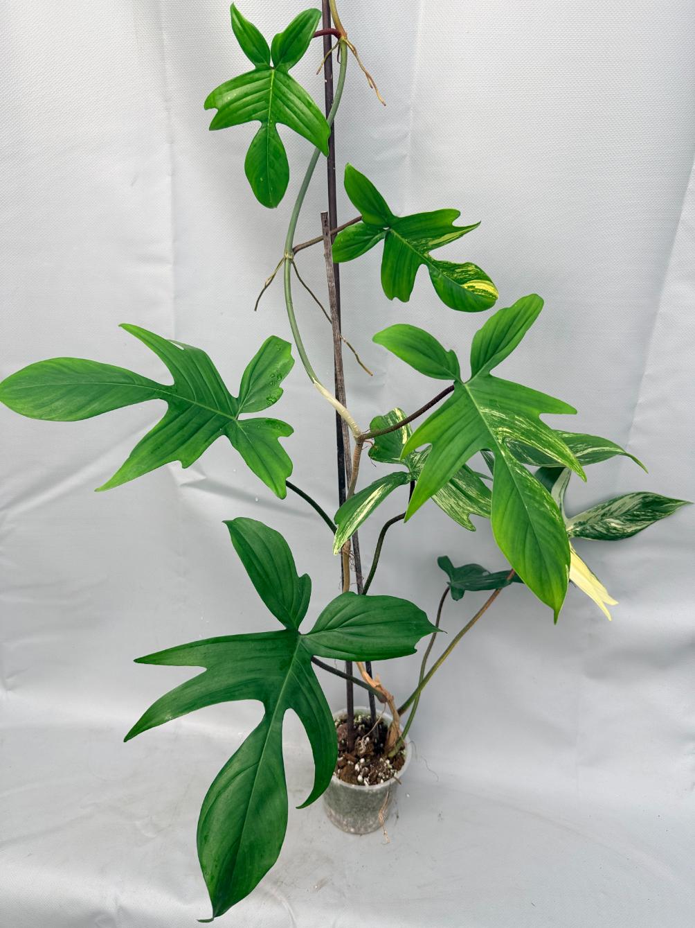 Philodendron Florida Beauty Variegata  1