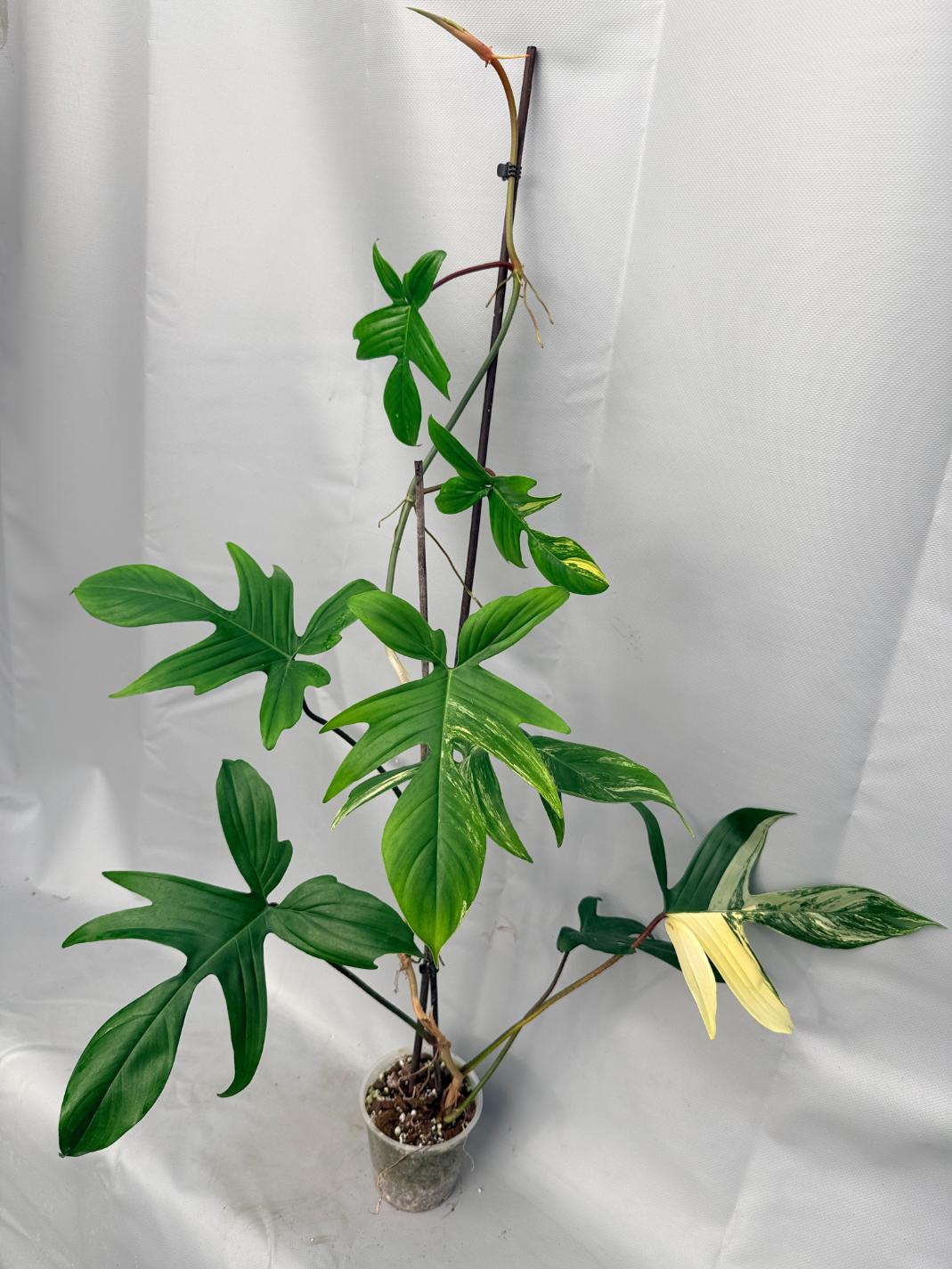 Philodendron Florida Beauty Variegata  2