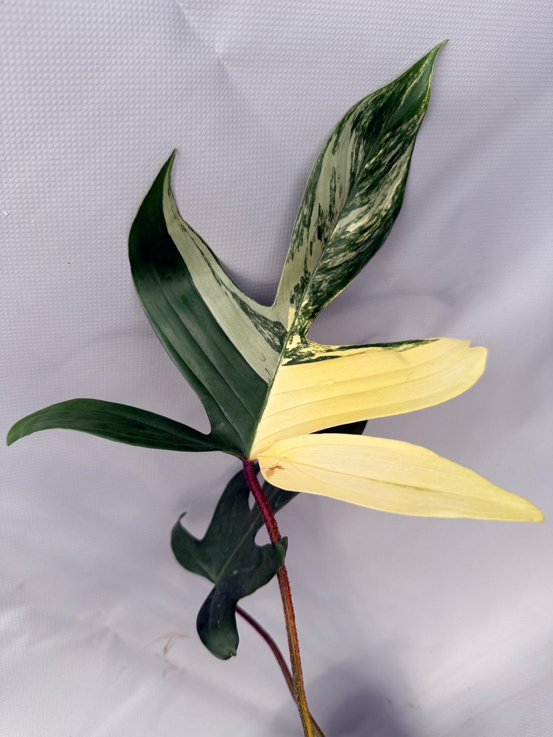 Philodendron Florida Beauty Variegata  4
