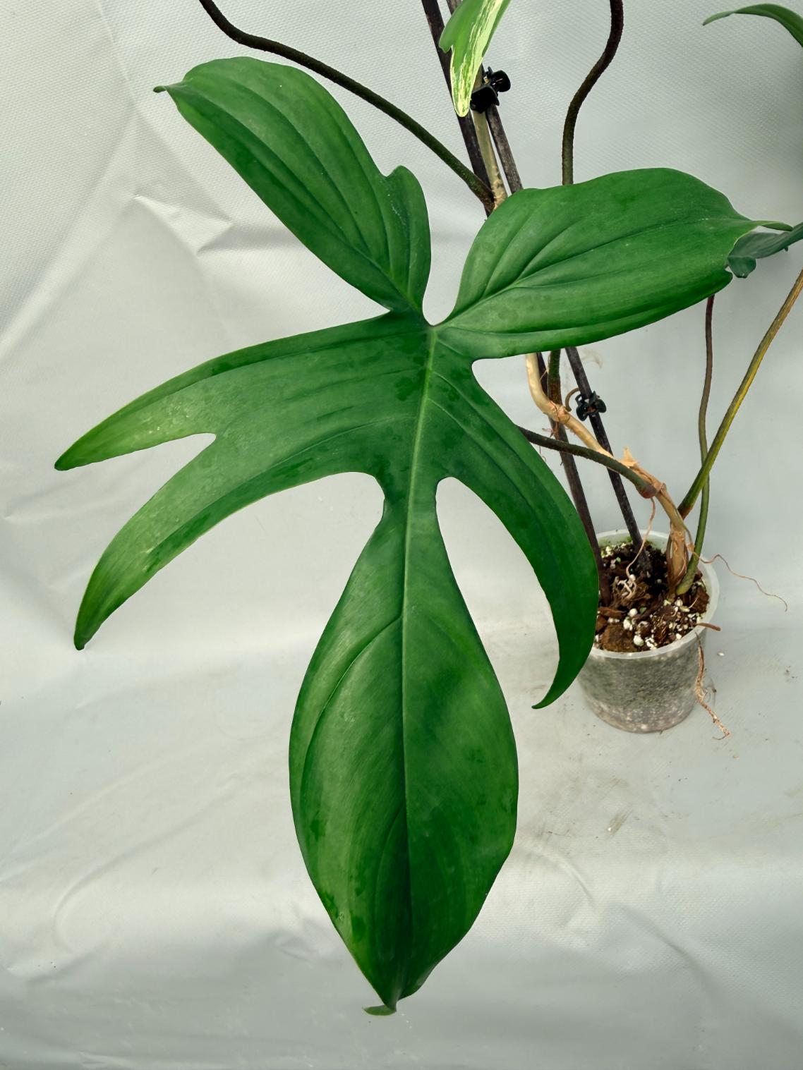 Philodendron Florida Beauty Variegata  6