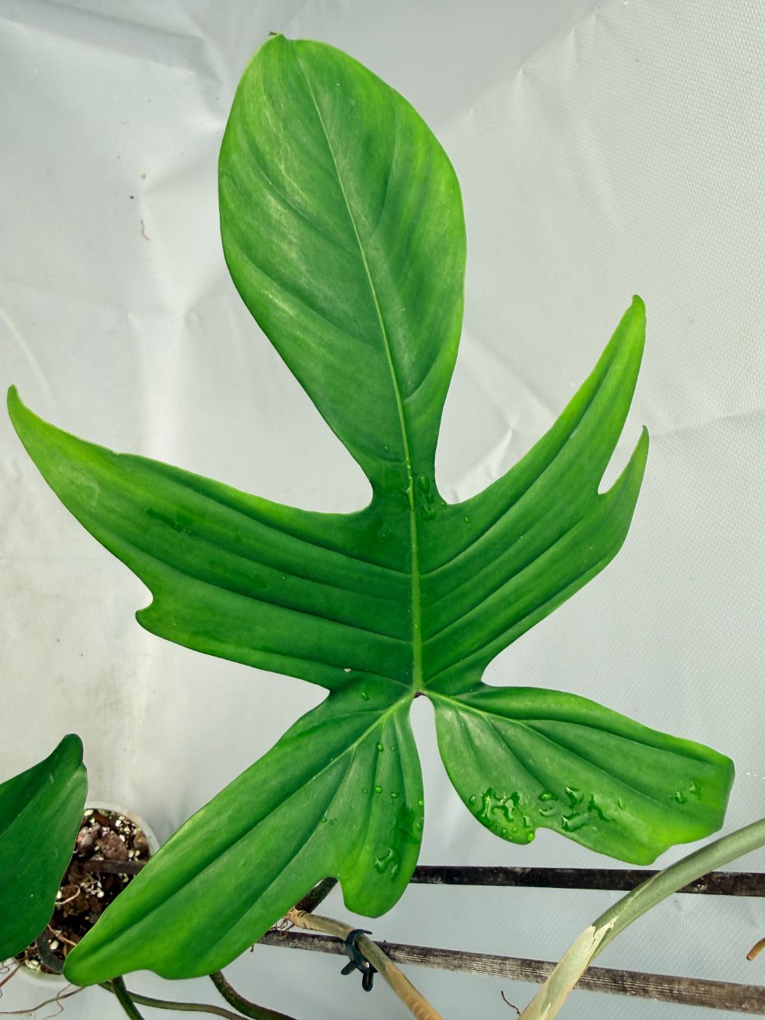 Philodendron Florida Beauty Variegata  7