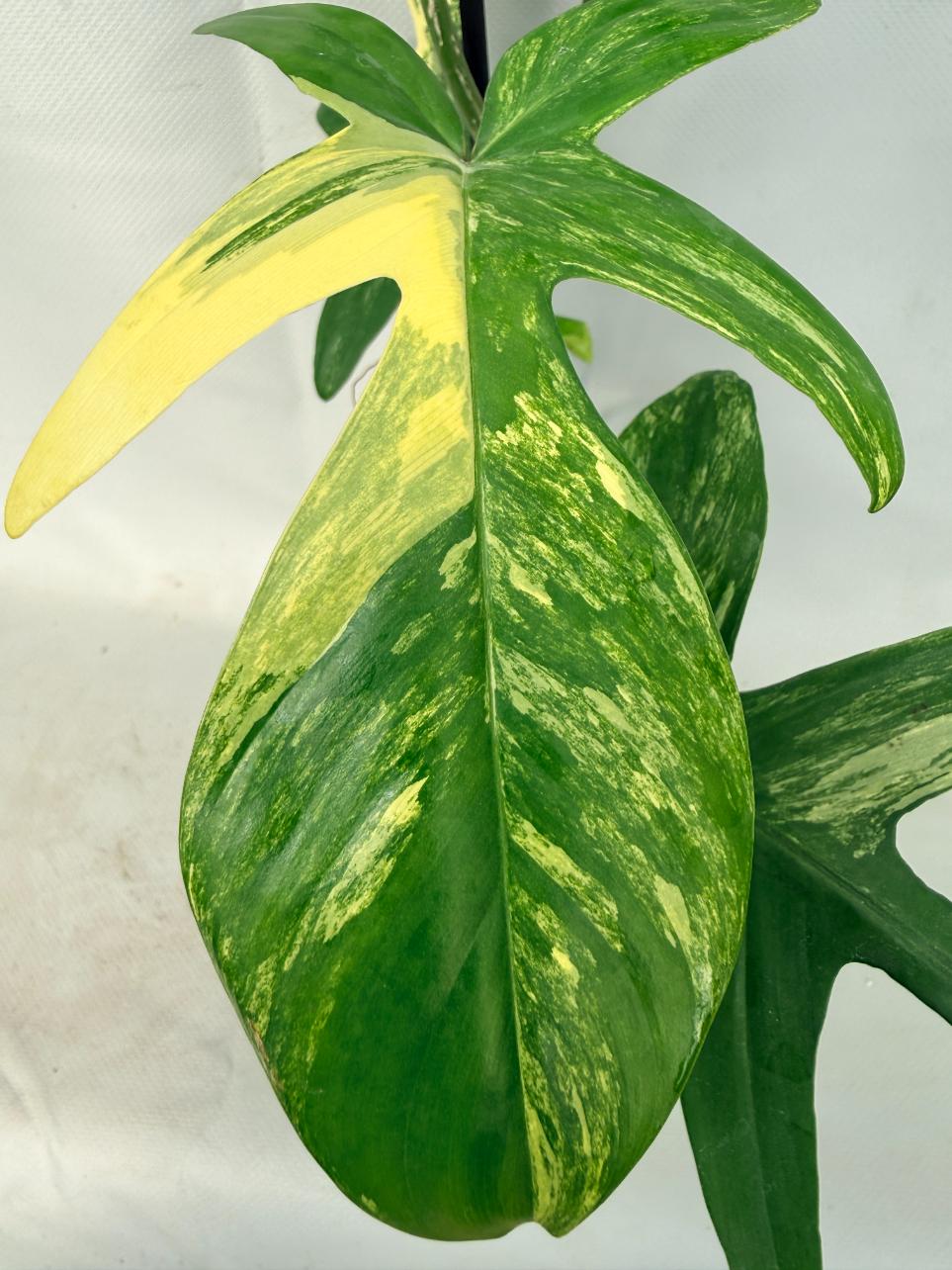 Philodendron Florida Beauty Variegata 08