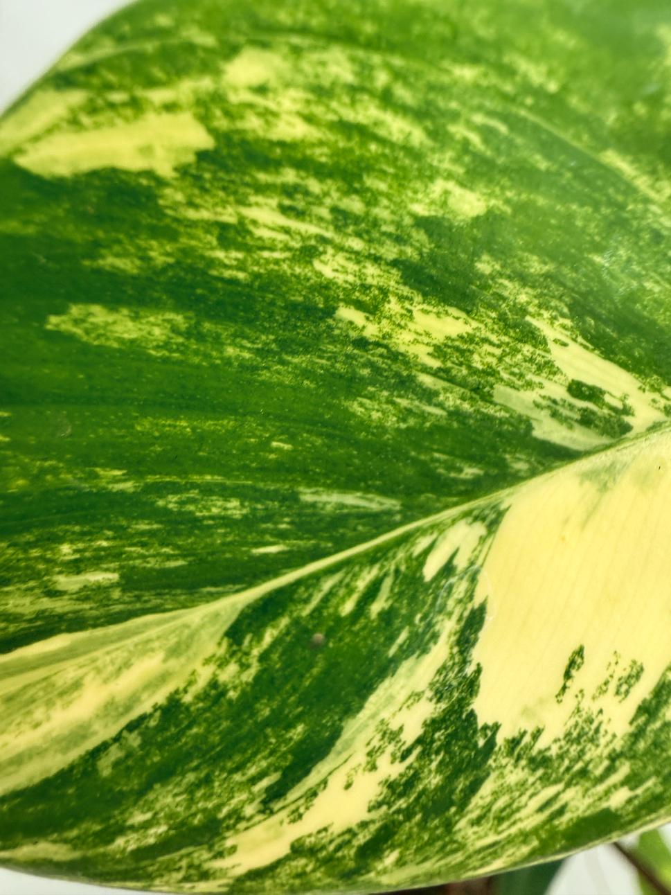 Philodendron Florida Beauty Variegata 09