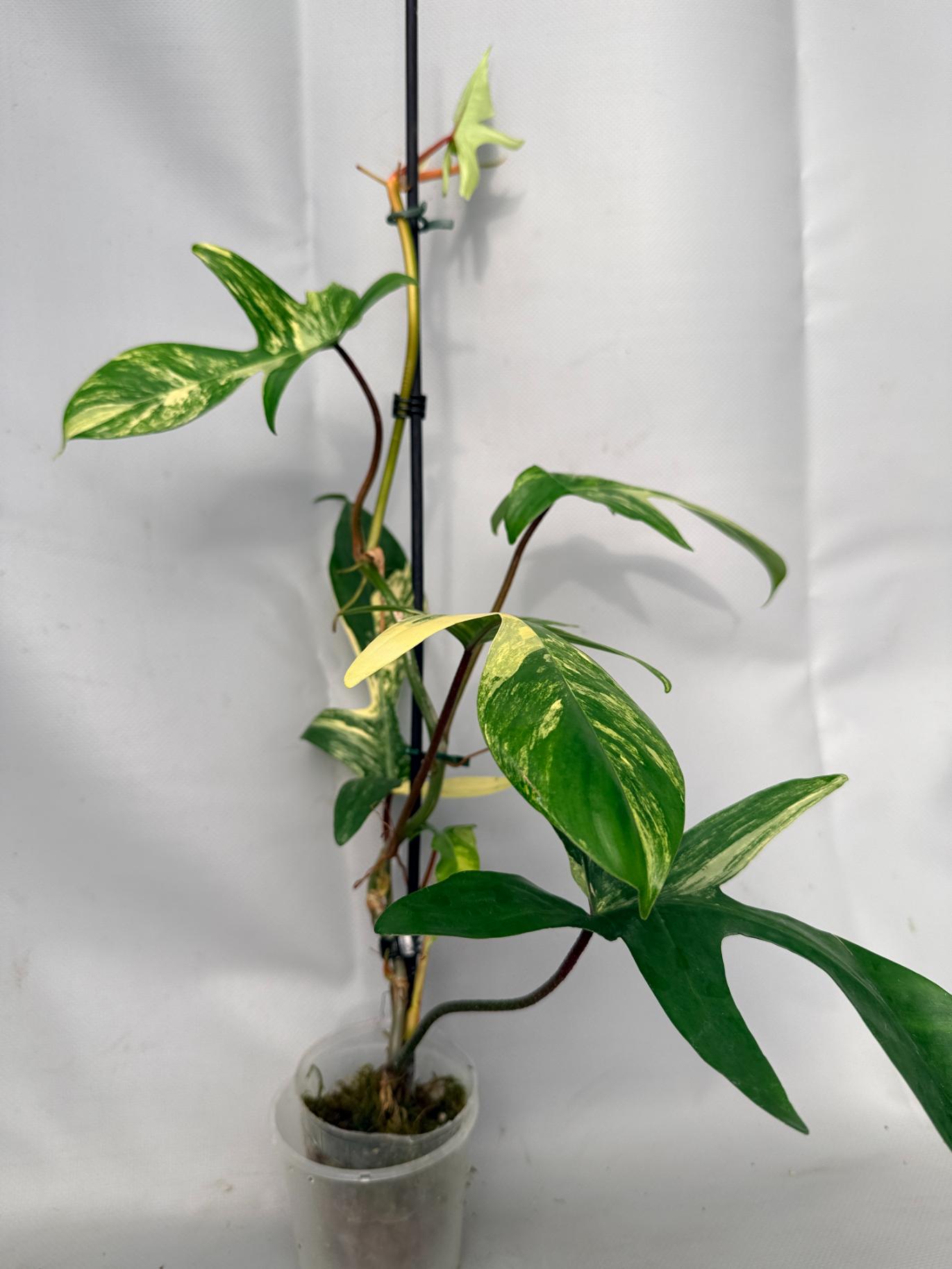 Philodendron Florida Beauty Variegata 01