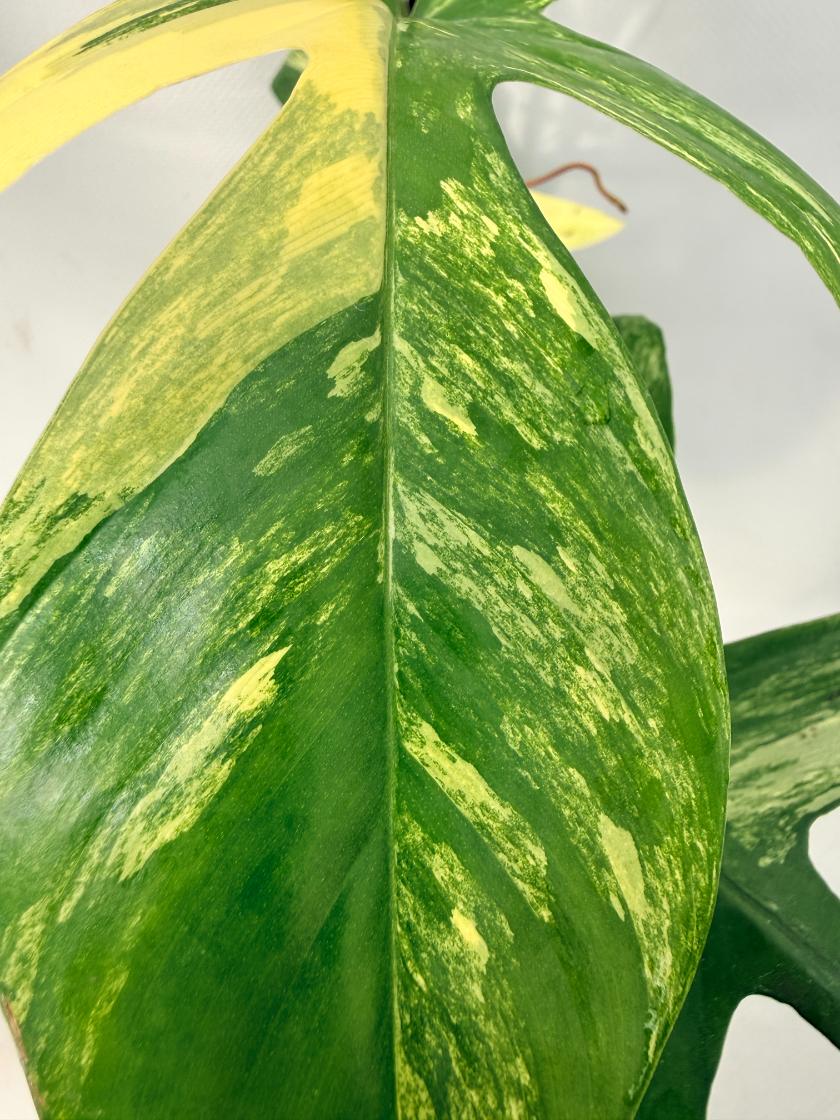 Philodendron Florida Beauty Variegata 02
