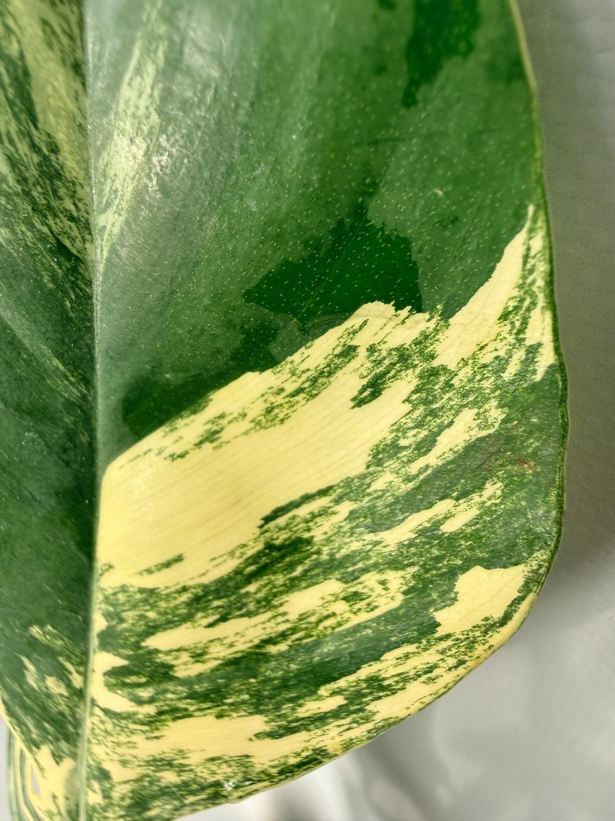 Philodendron Florida Beauty Variegata 03