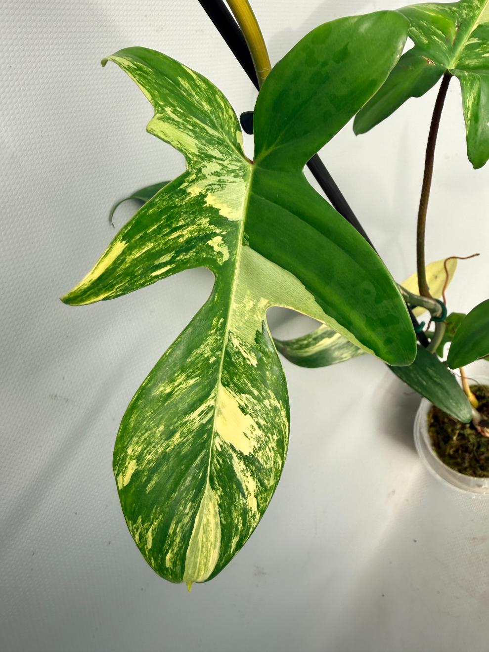 Philodendron Florida Beauty Variegata 04
