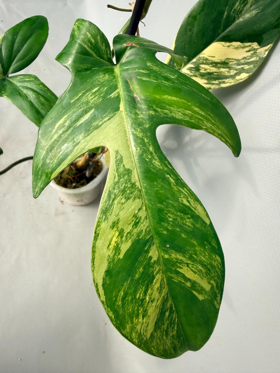 Philodendron Florida Beauty Variegata 05