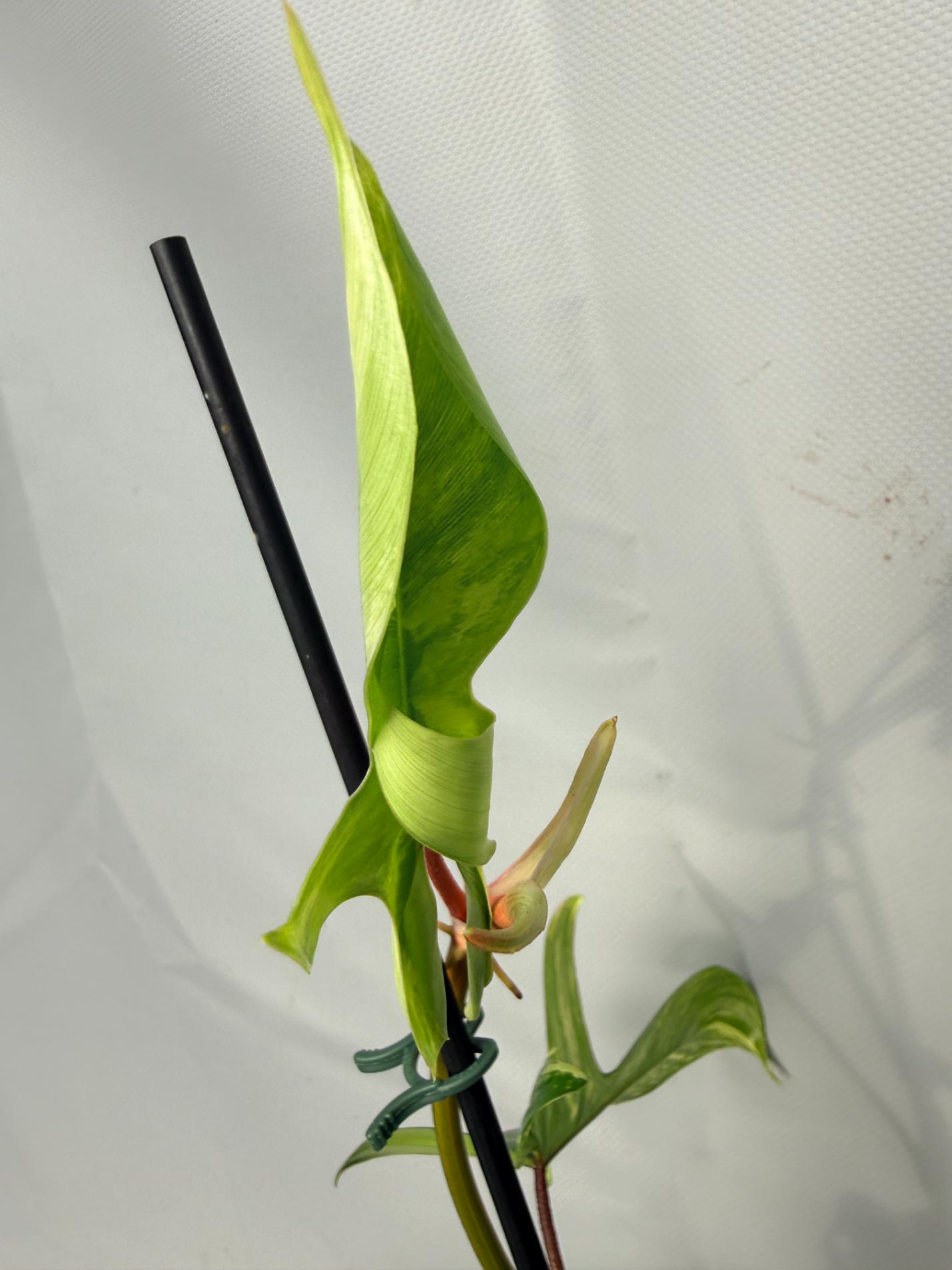 Philodendron Florida Beauty Variegata 06