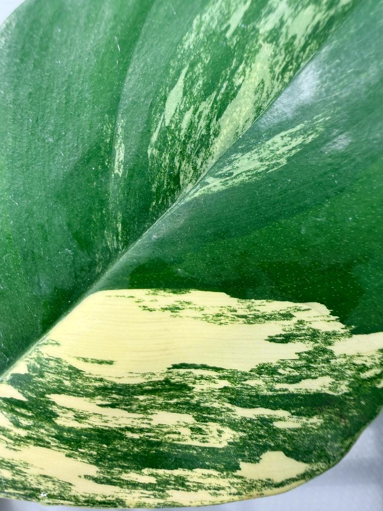 Philodendron Florida Beauty Variegata 07
