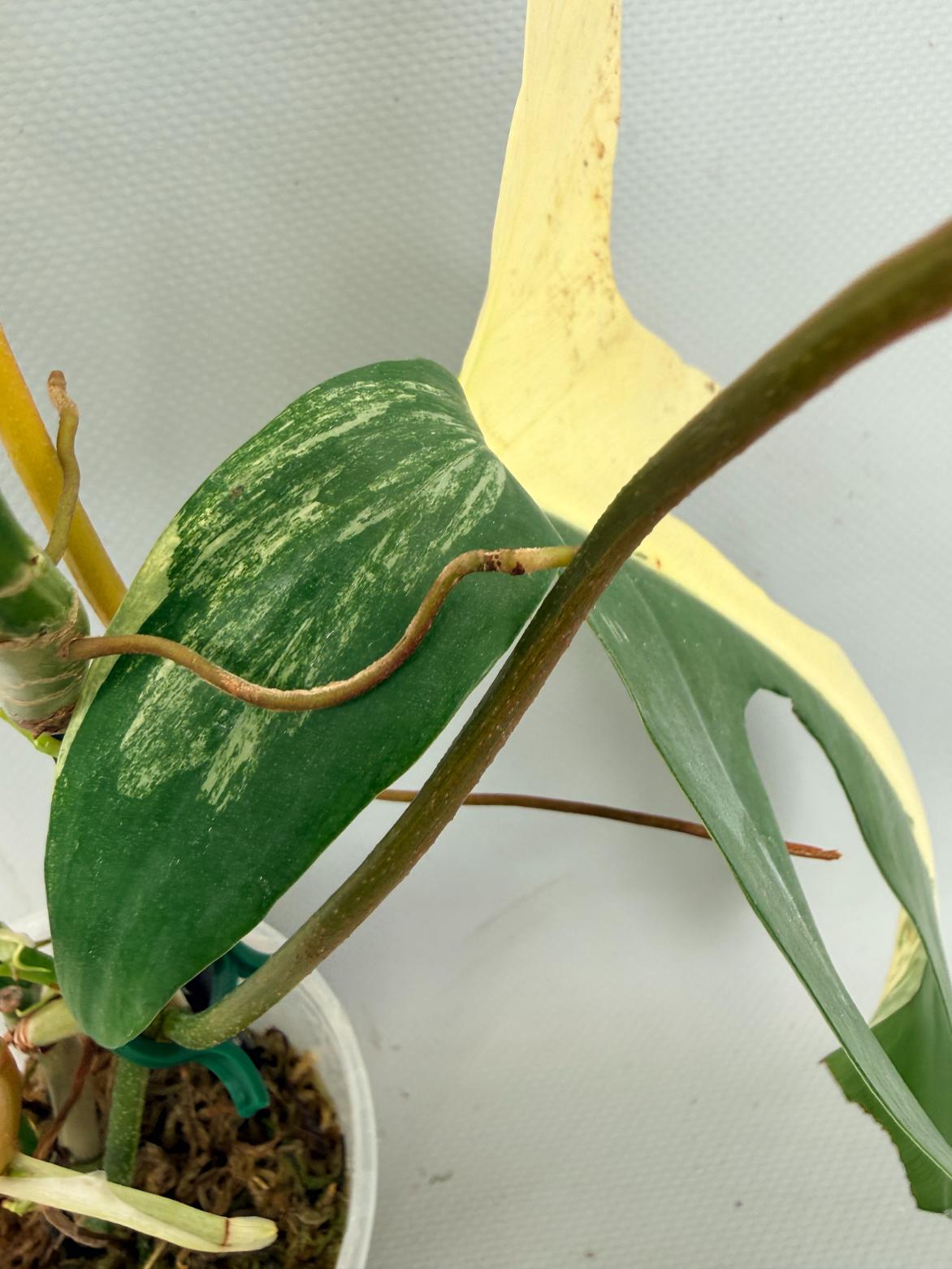 Philodendron Florida Beauty Variegata 07