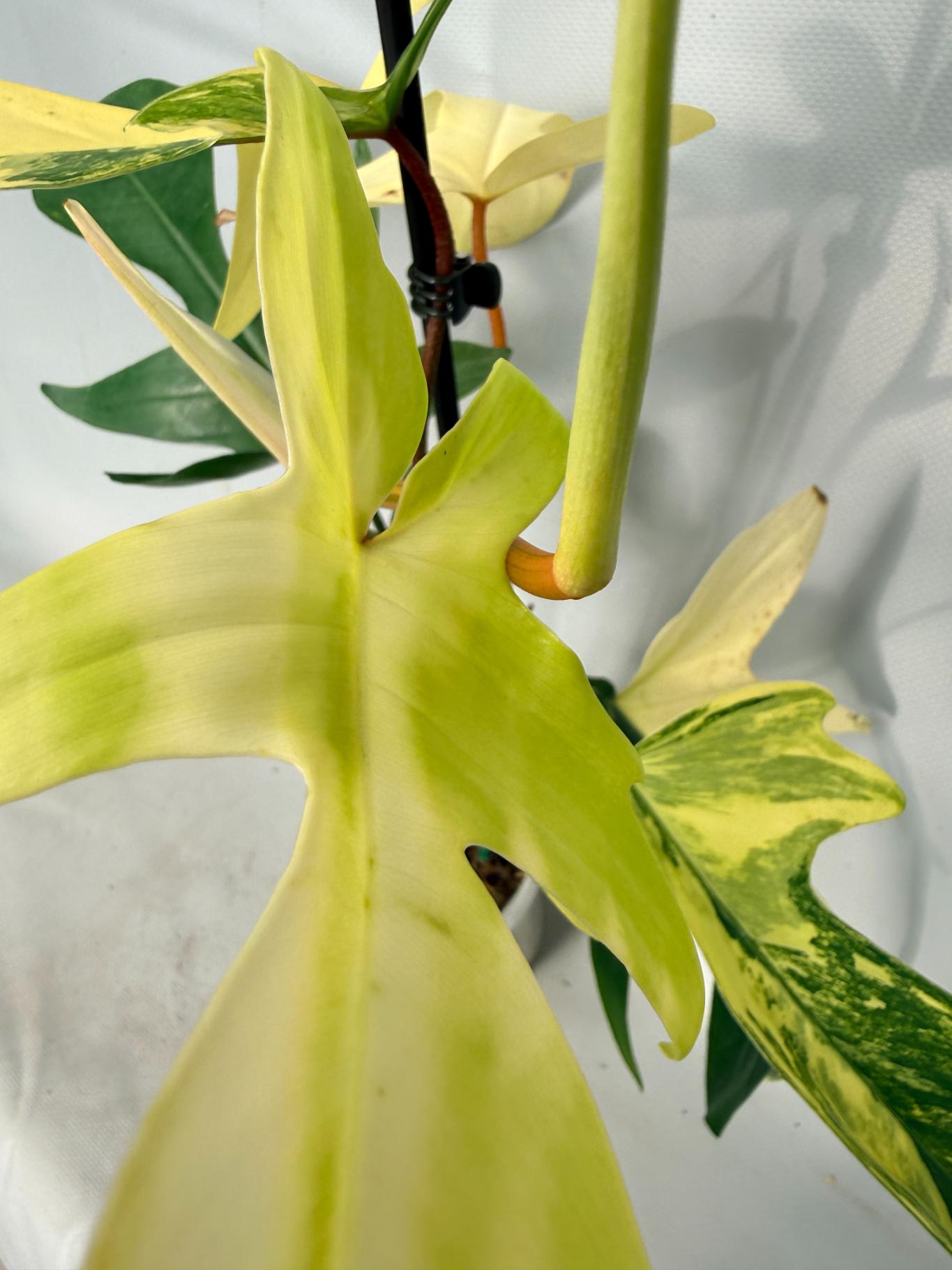 Philodendron Florida Beauty Variegata 08
