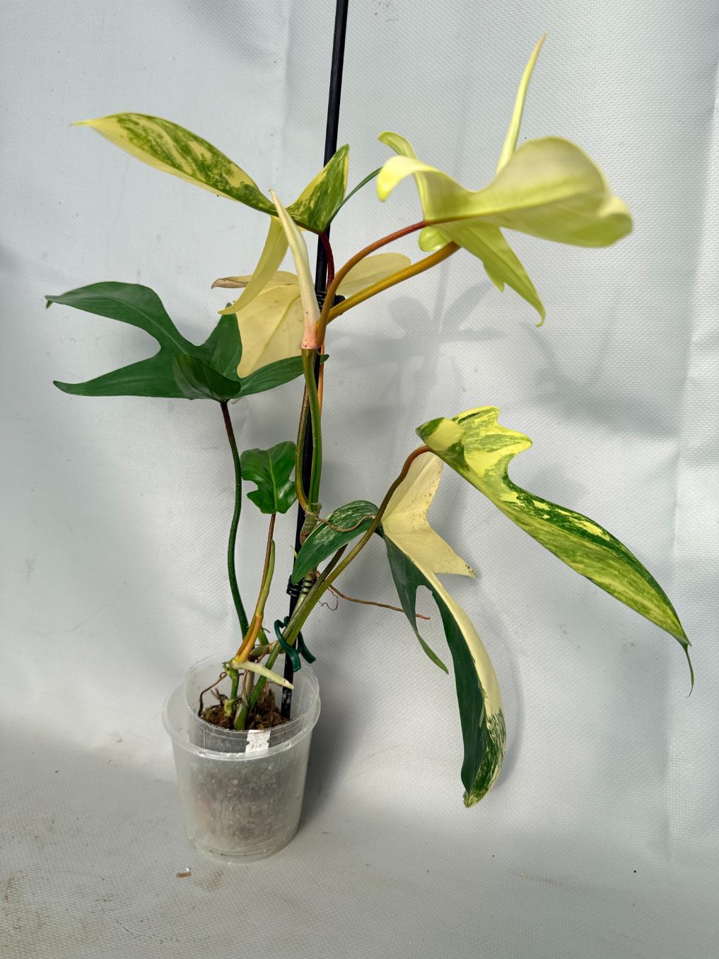 Philodendron Florida Beauty Variegata 01