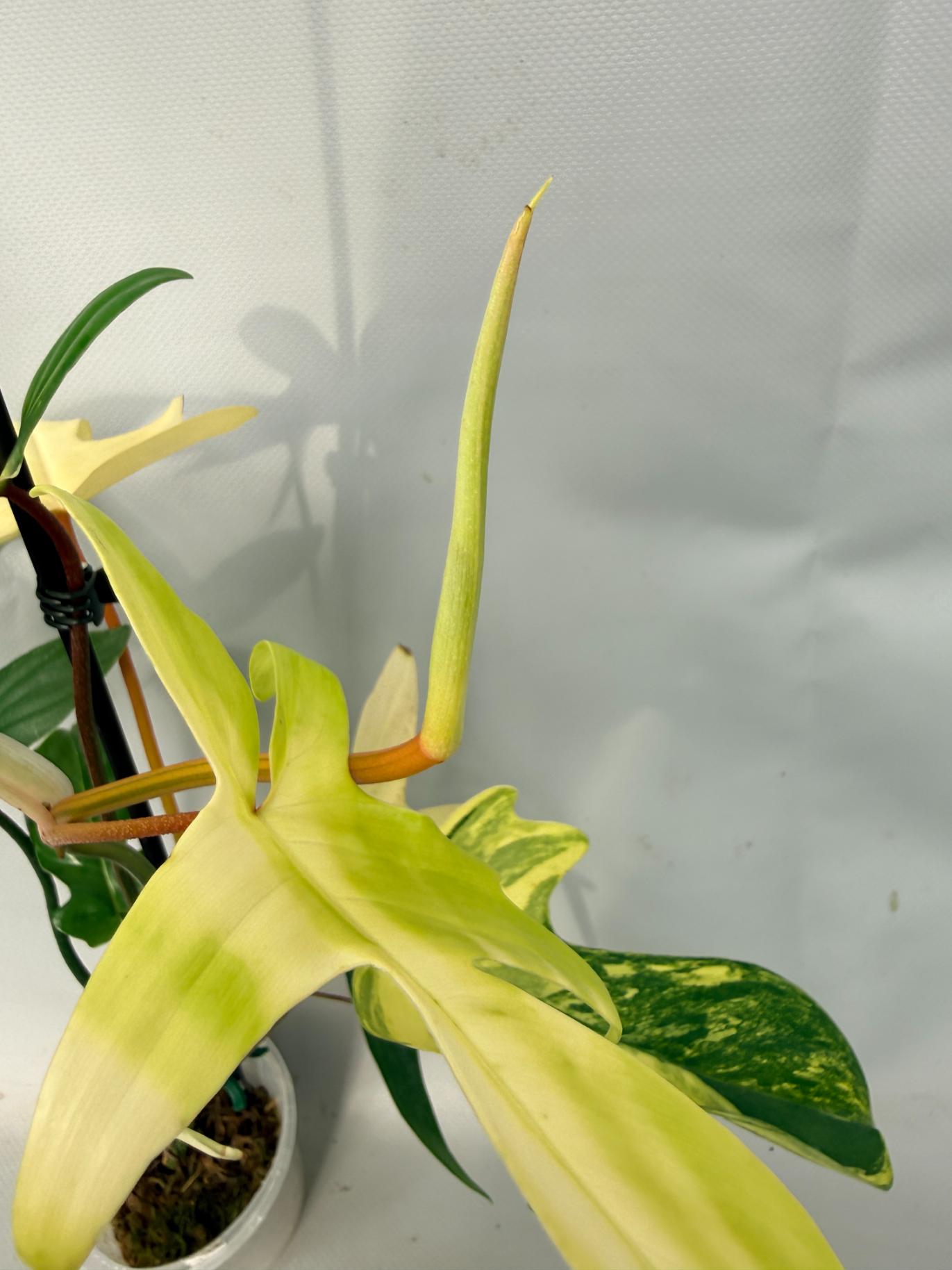 Philodendron Florida Beauty Variegata 02