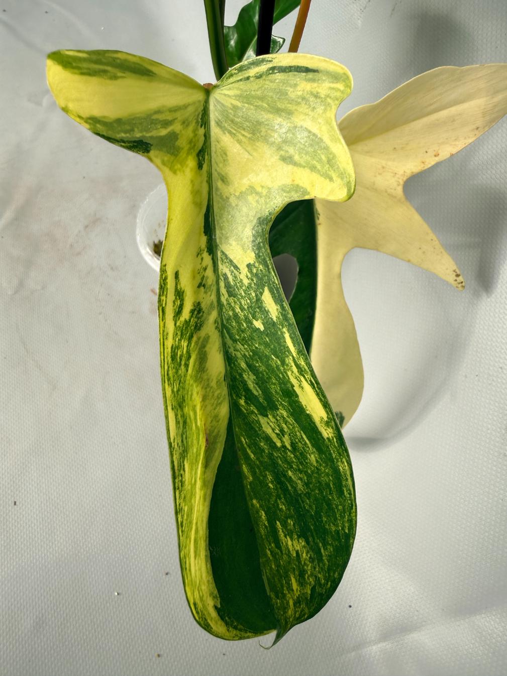 Philodendron Florida Beauty Variegata 03