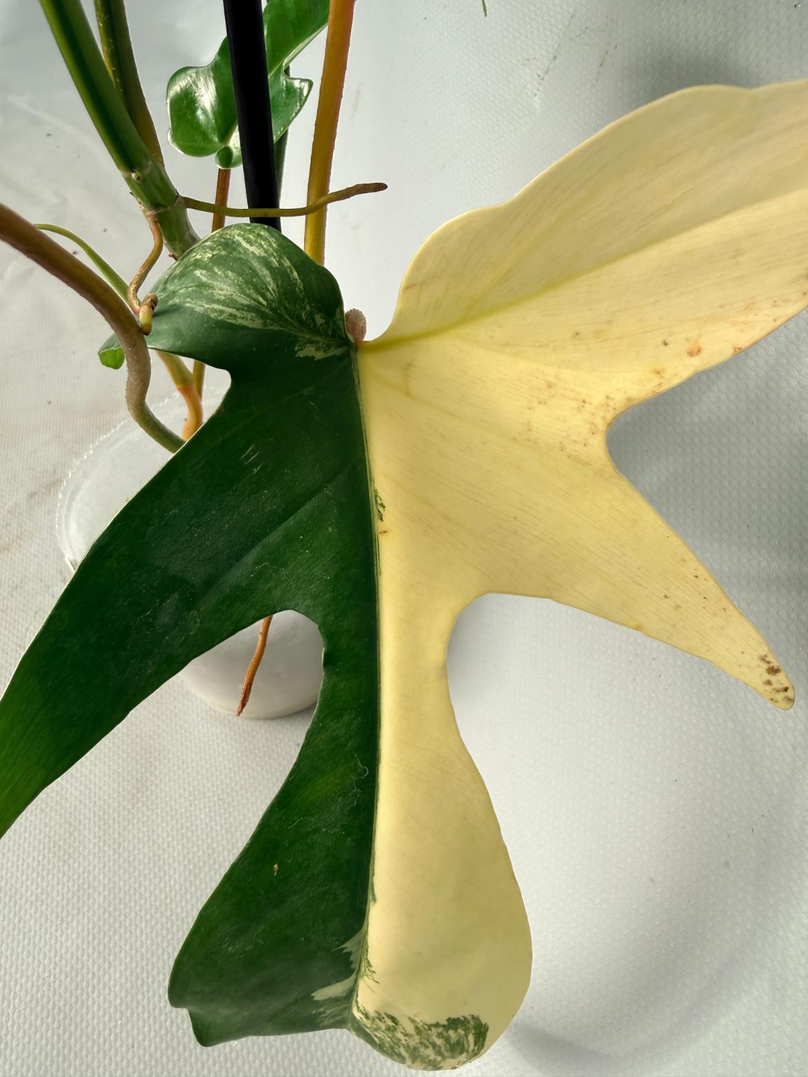 Philodendron Florida Beauty Variegata 04
