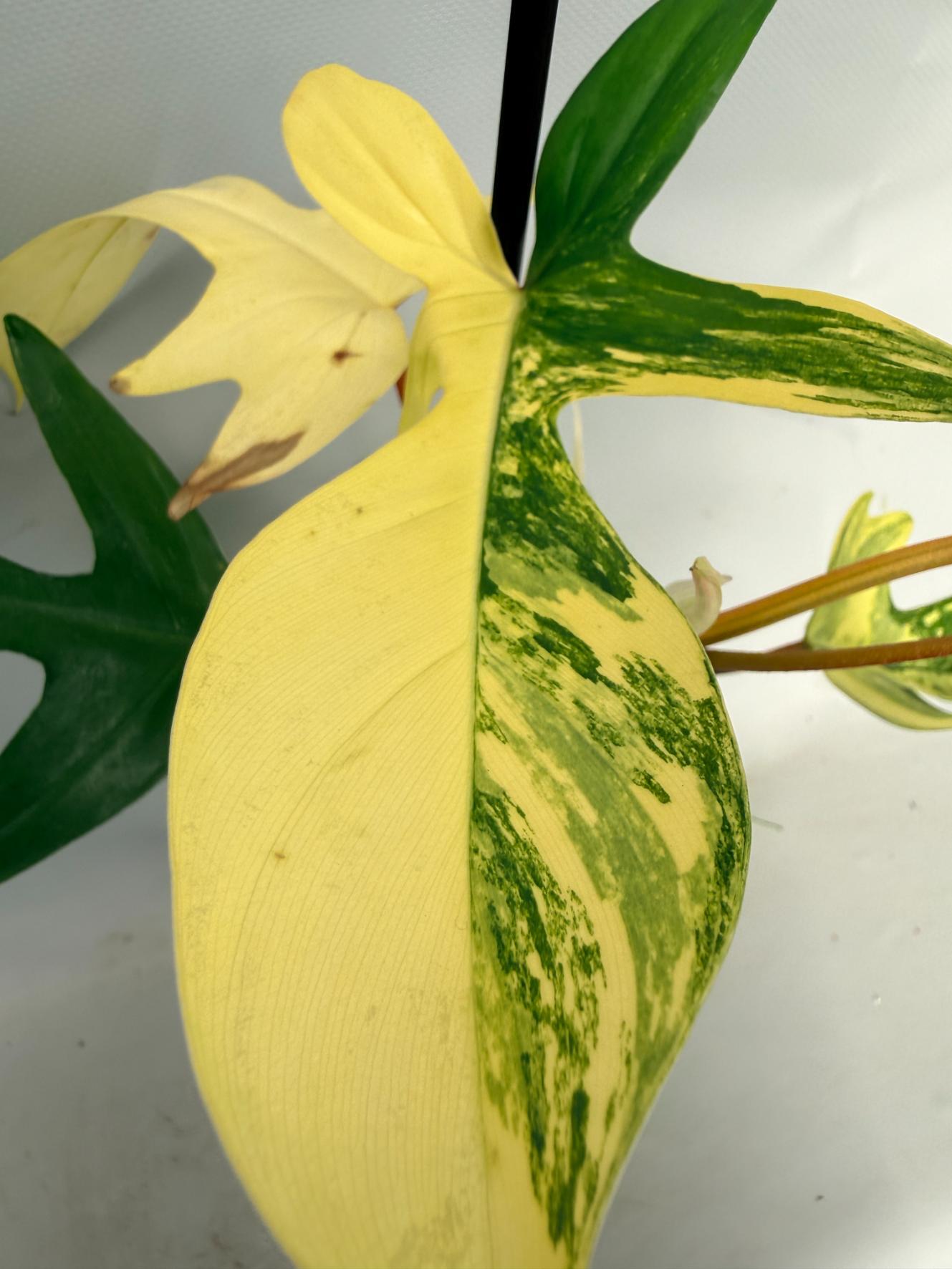 Philodendron Florida Beauty Variegata 05
