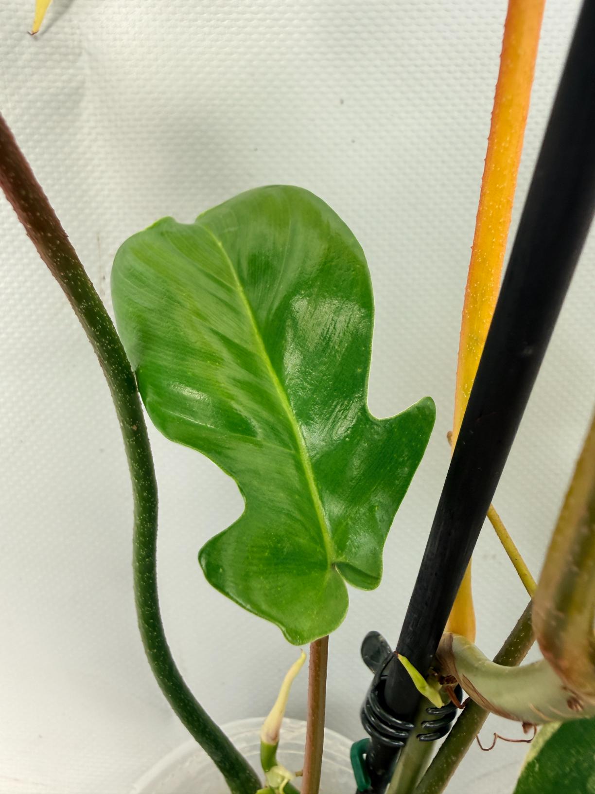 Philodendron Florida Beauty Variegata 06