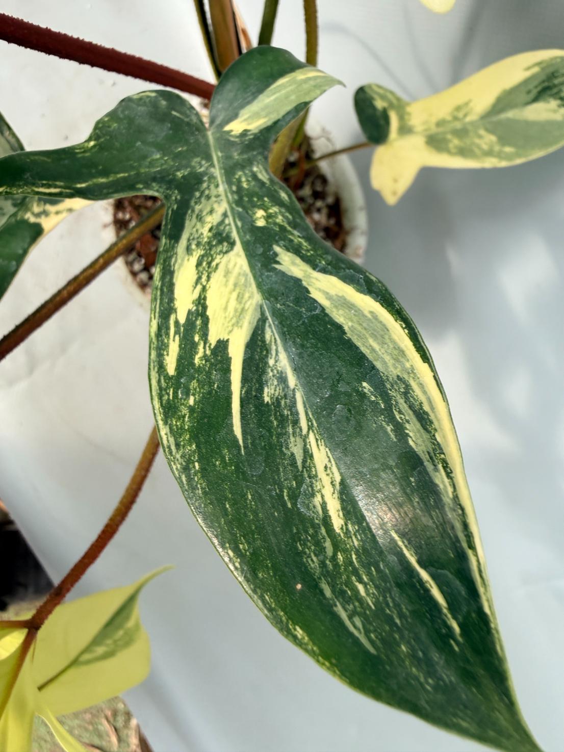 Philodendron Florida Beauty Variegata 08