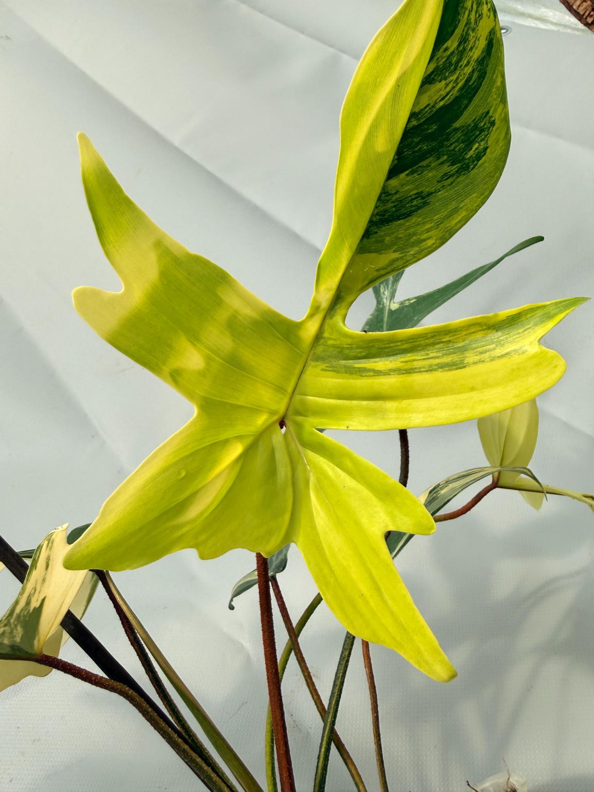 Philodendron Florida Beauty Variegata 09