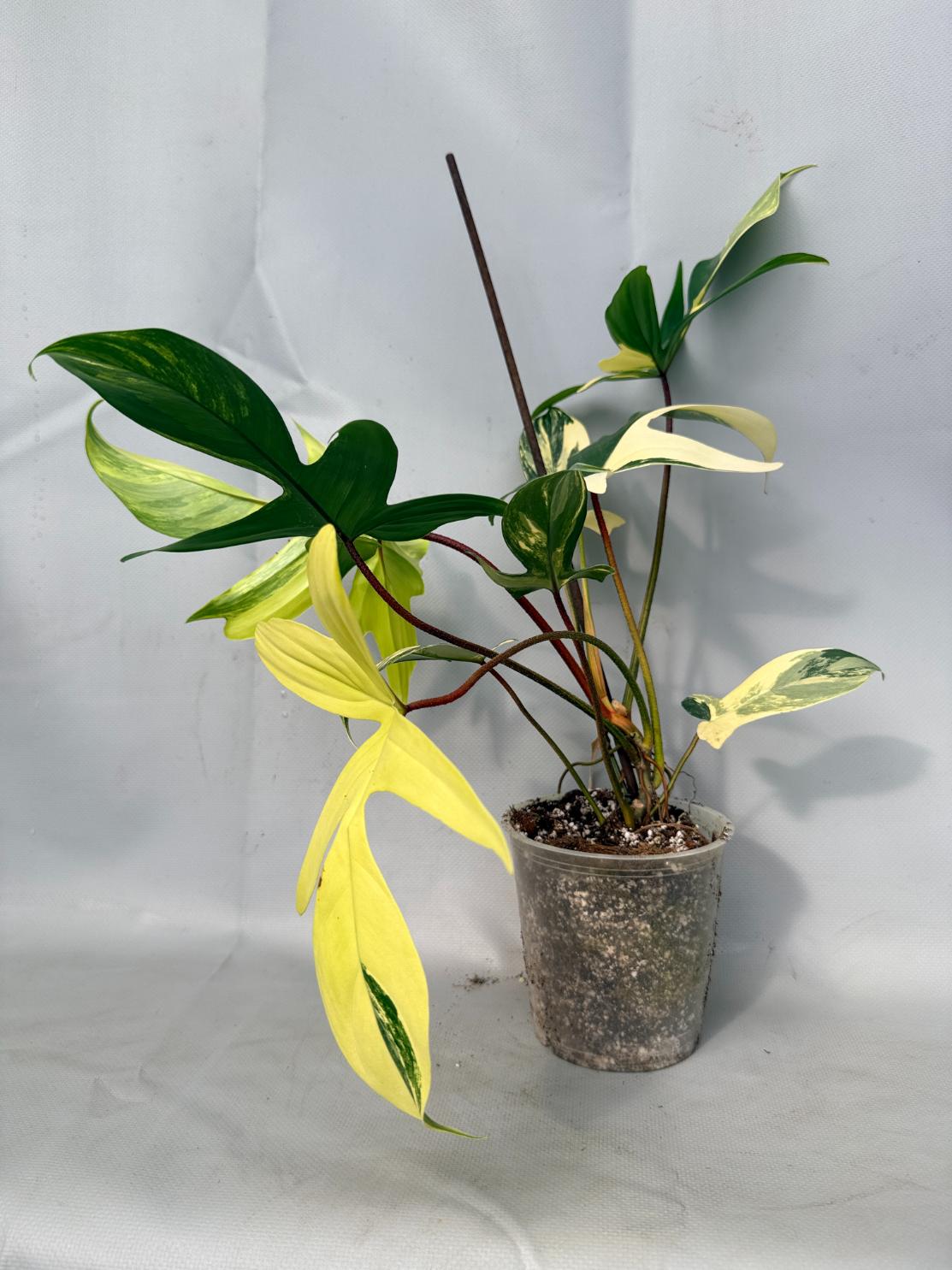 Philodendron Florida Beauty Variegata 01