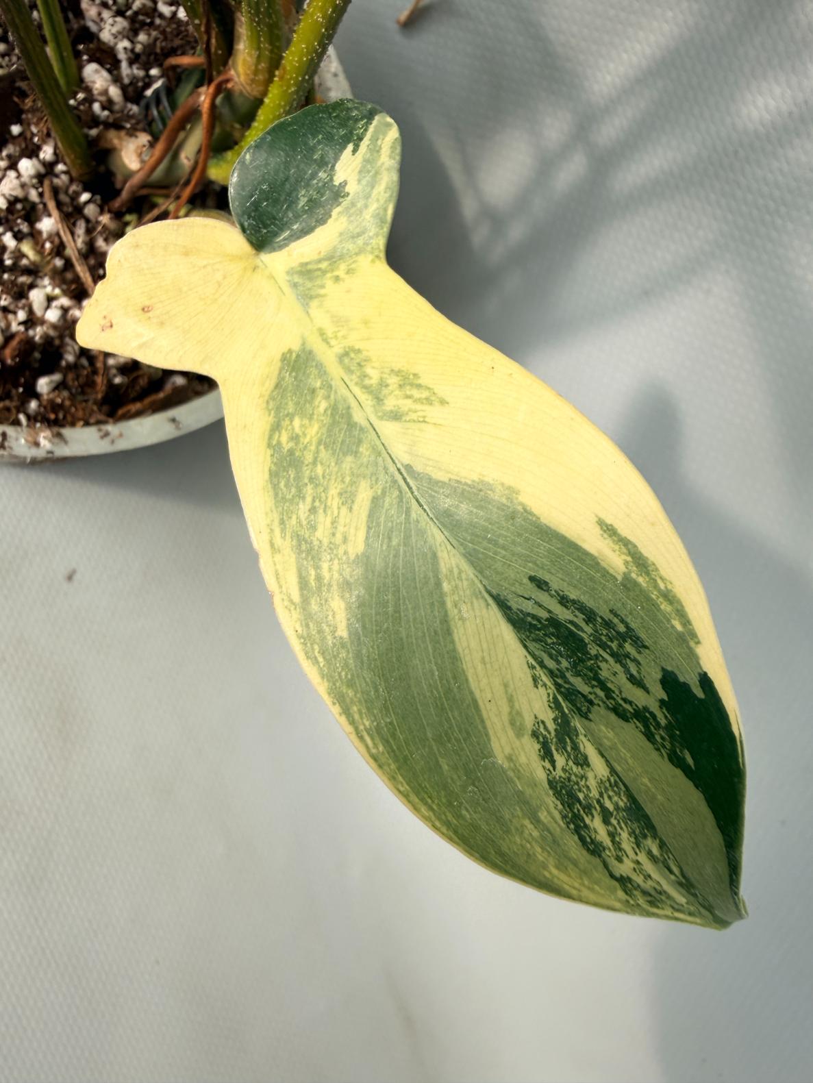 Philodendron Florida Beauty Variegata 02