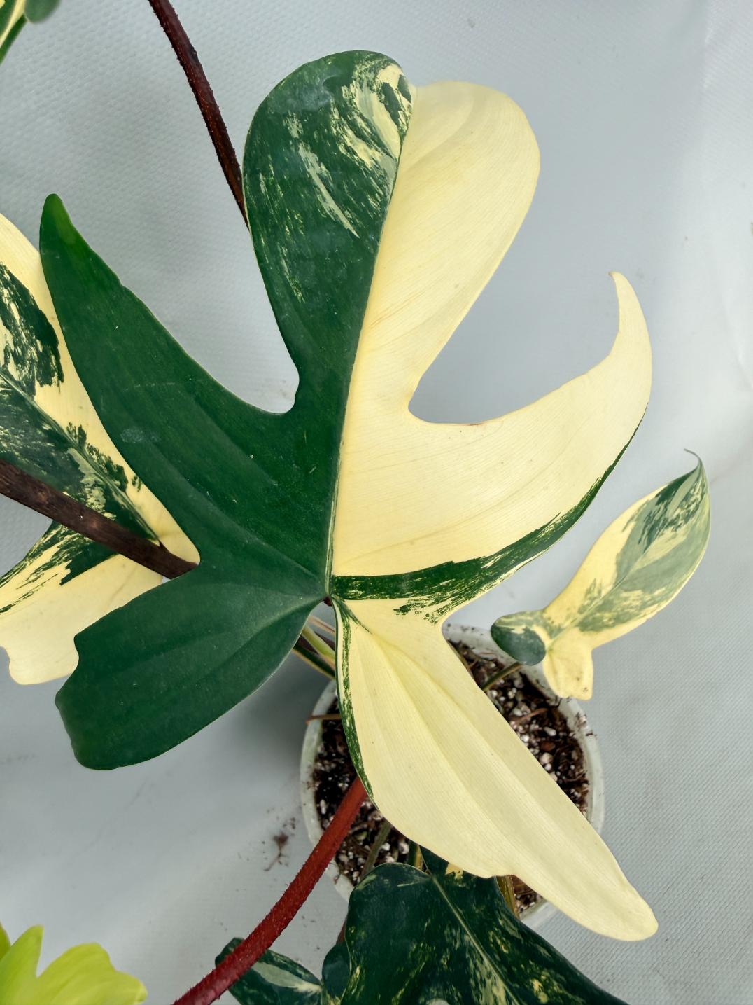 Philodendron Florida Beauty Variegata 03