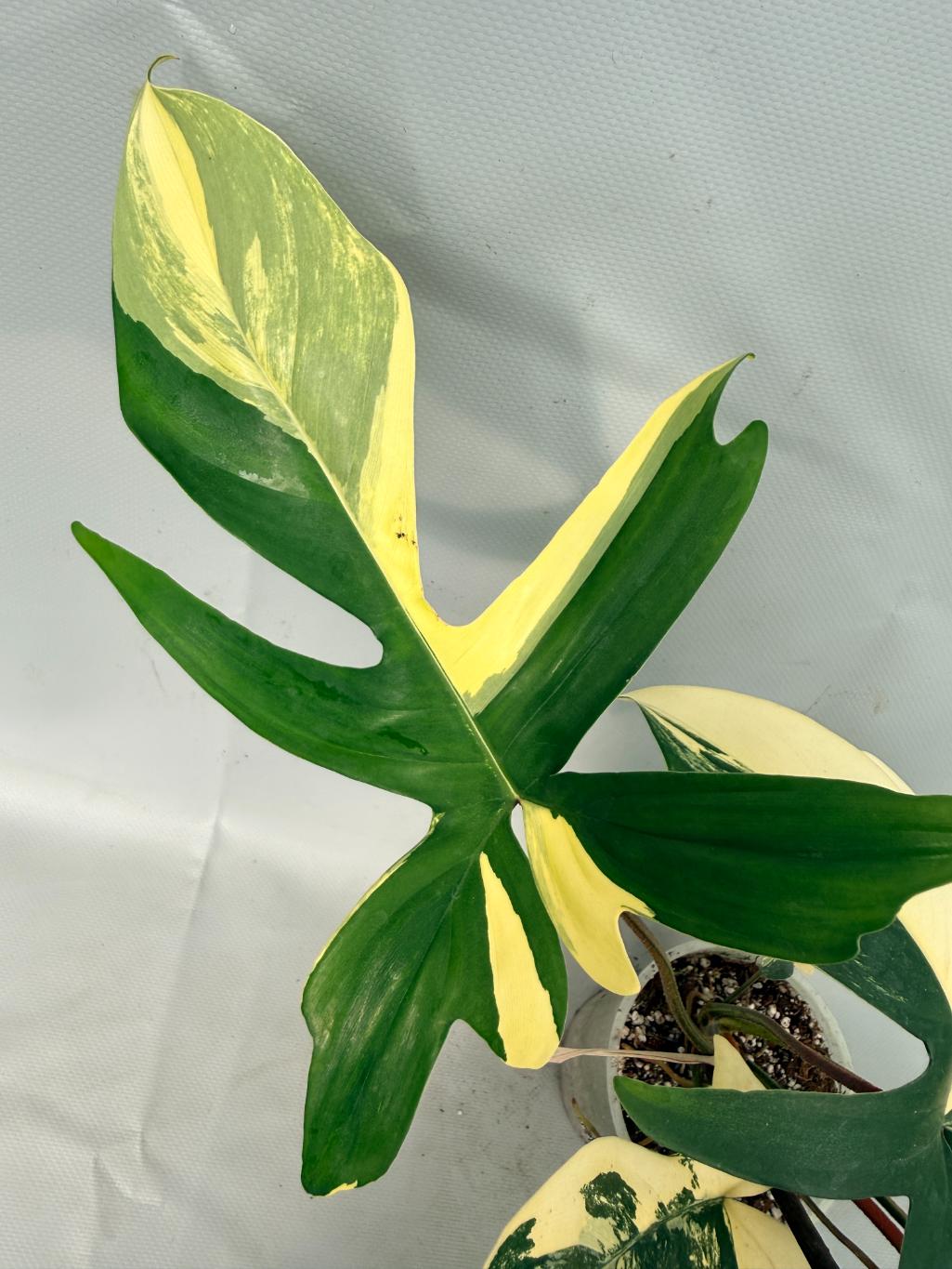 Philodendron Florida Beauty Variegata 04