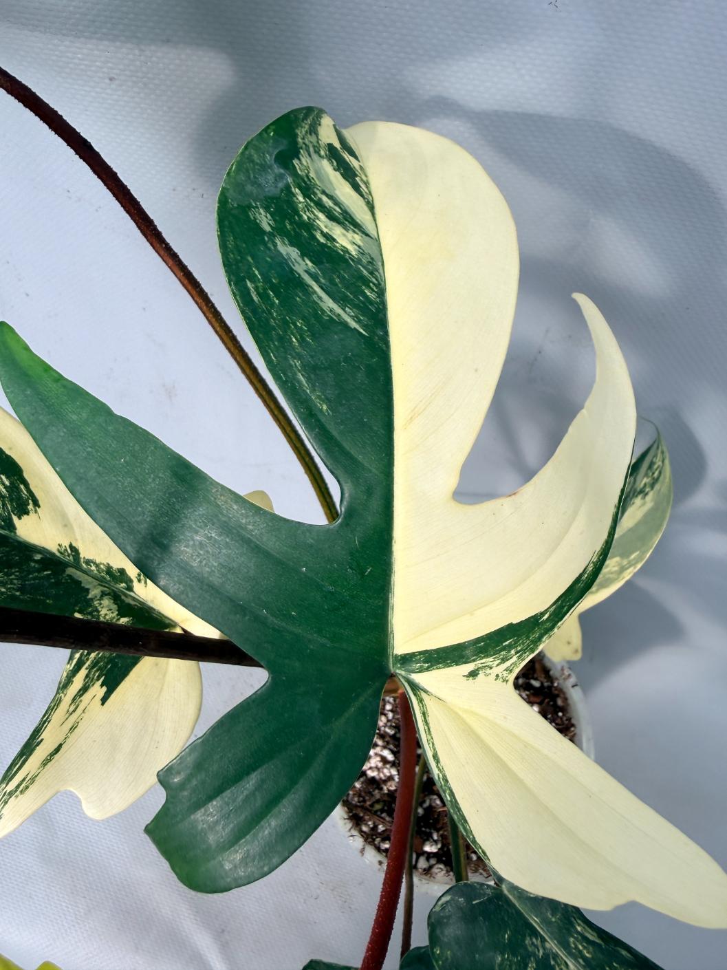 Philodendron Florida Beauty Variegata 05