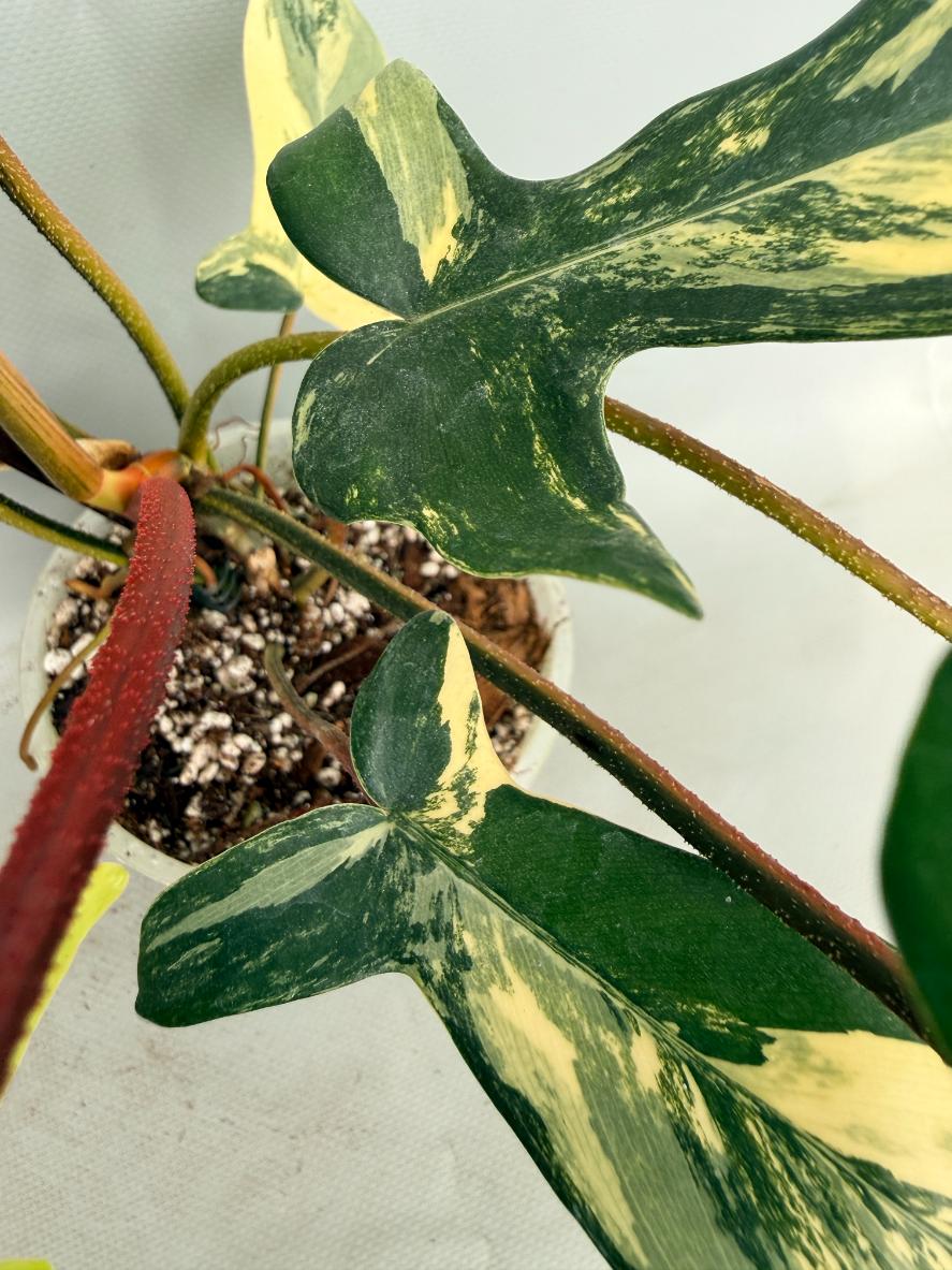 Philodendron Florida Beauty Variegata 06