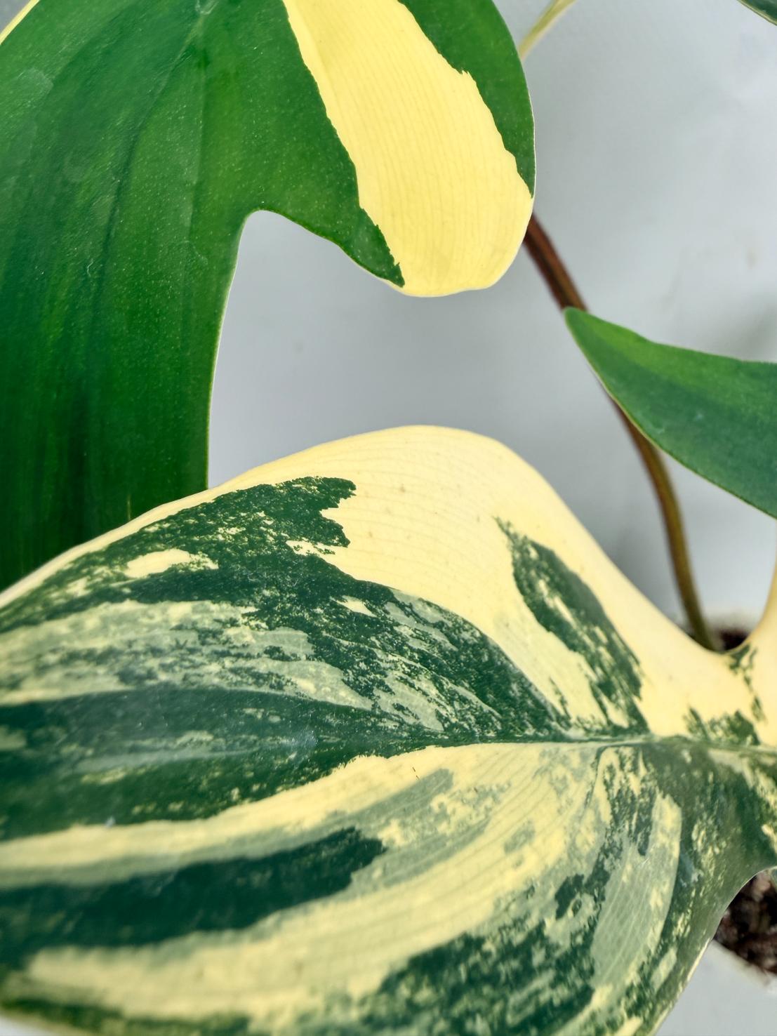 Philodendron Florida Beauty Variegata 07