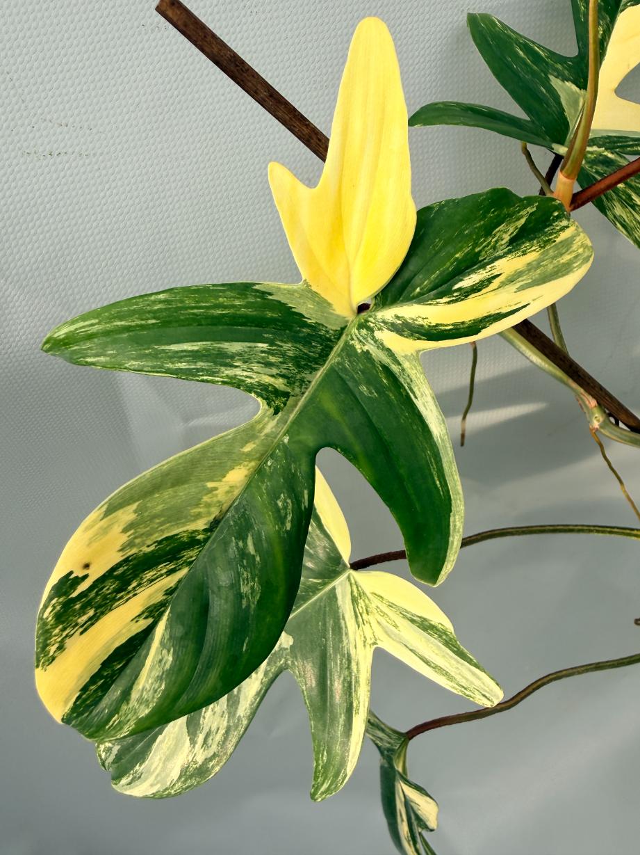 Philodendron Florida Beauty Variegata