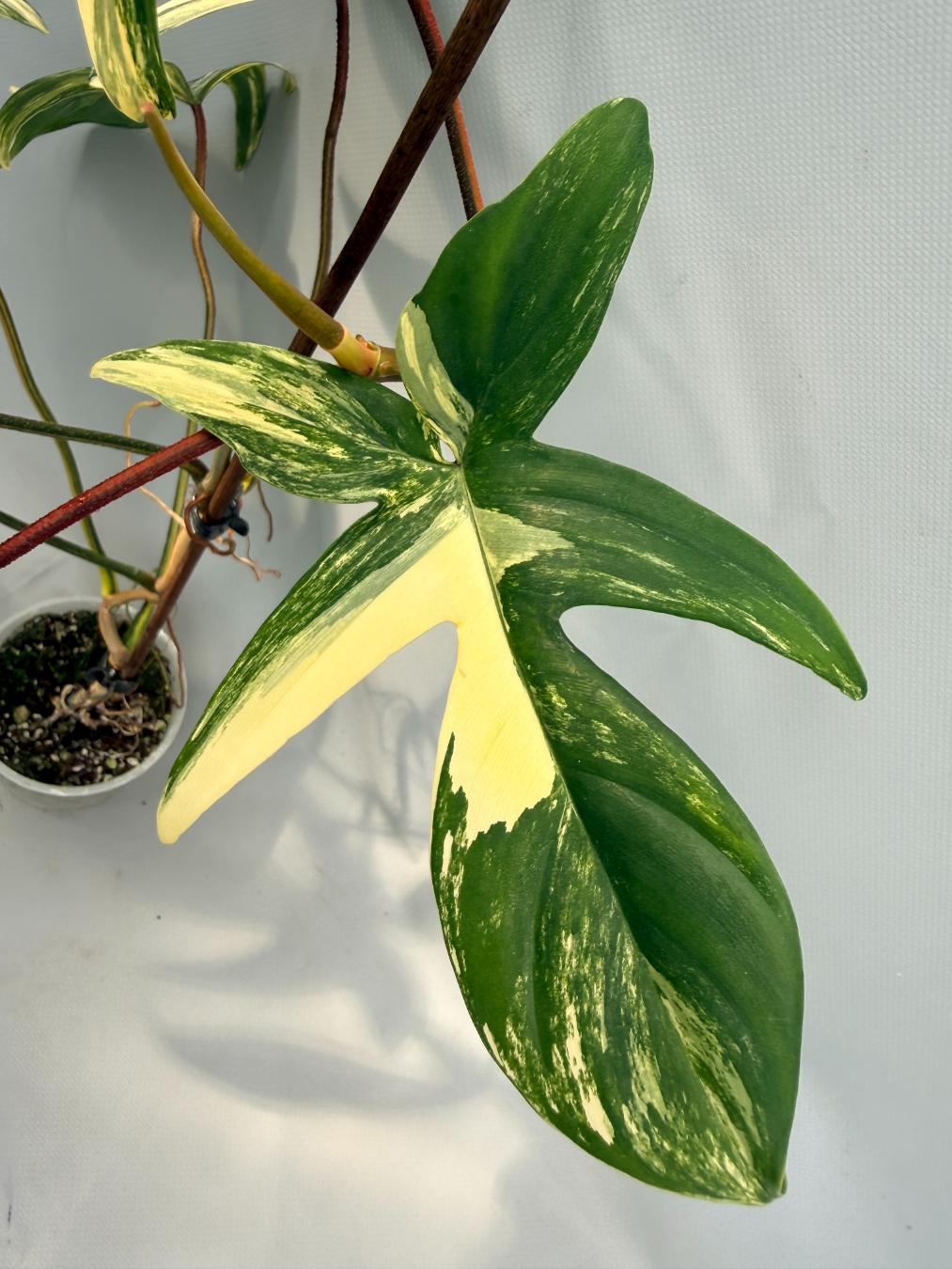 Philodendron Florida Beauty Variegata