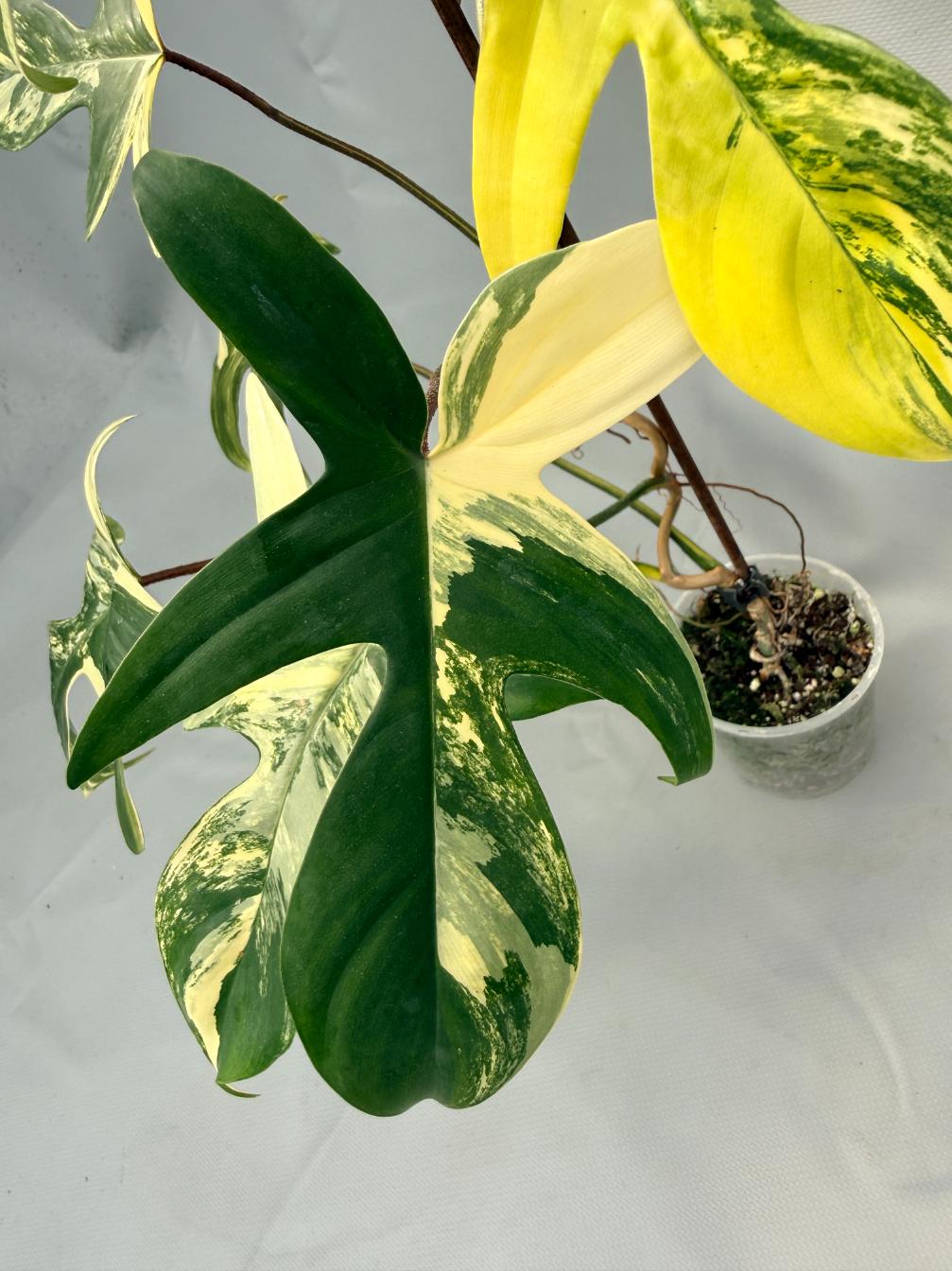 Philodendron Florida Beauty Variegata