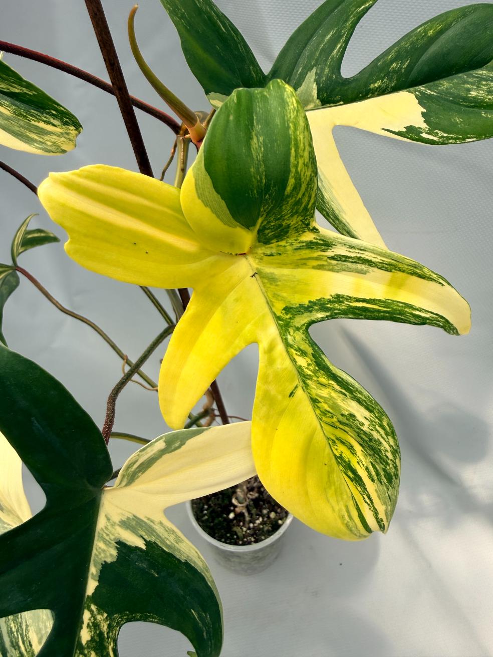 Philodendron Florida Beauty Variegata
