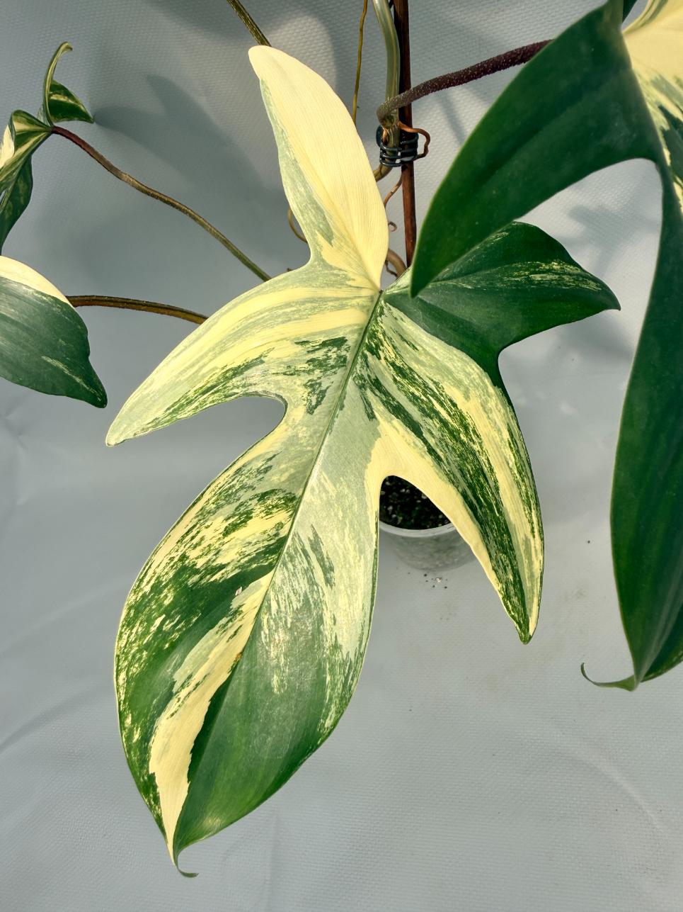 Philodendron Florida Beauty Variegata