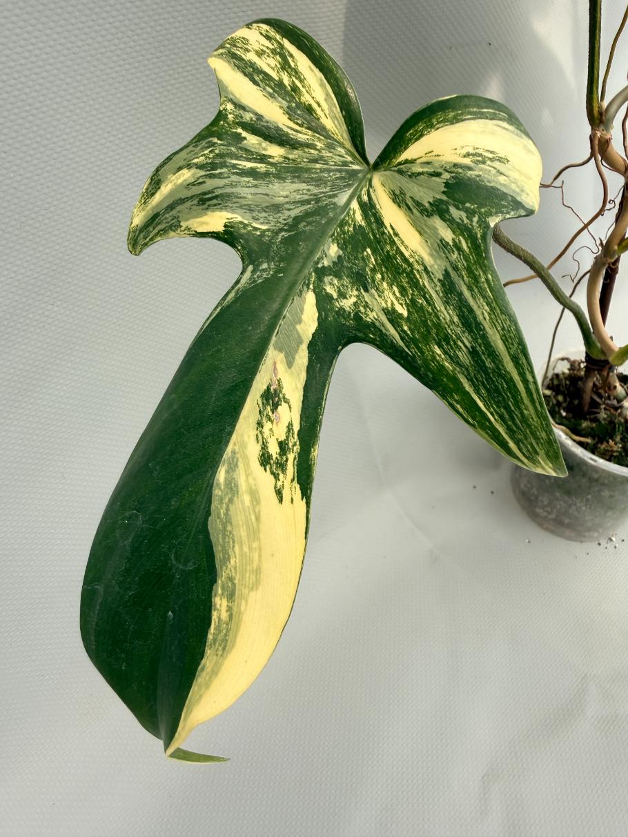 Philodendron Florida Beauty Variegata